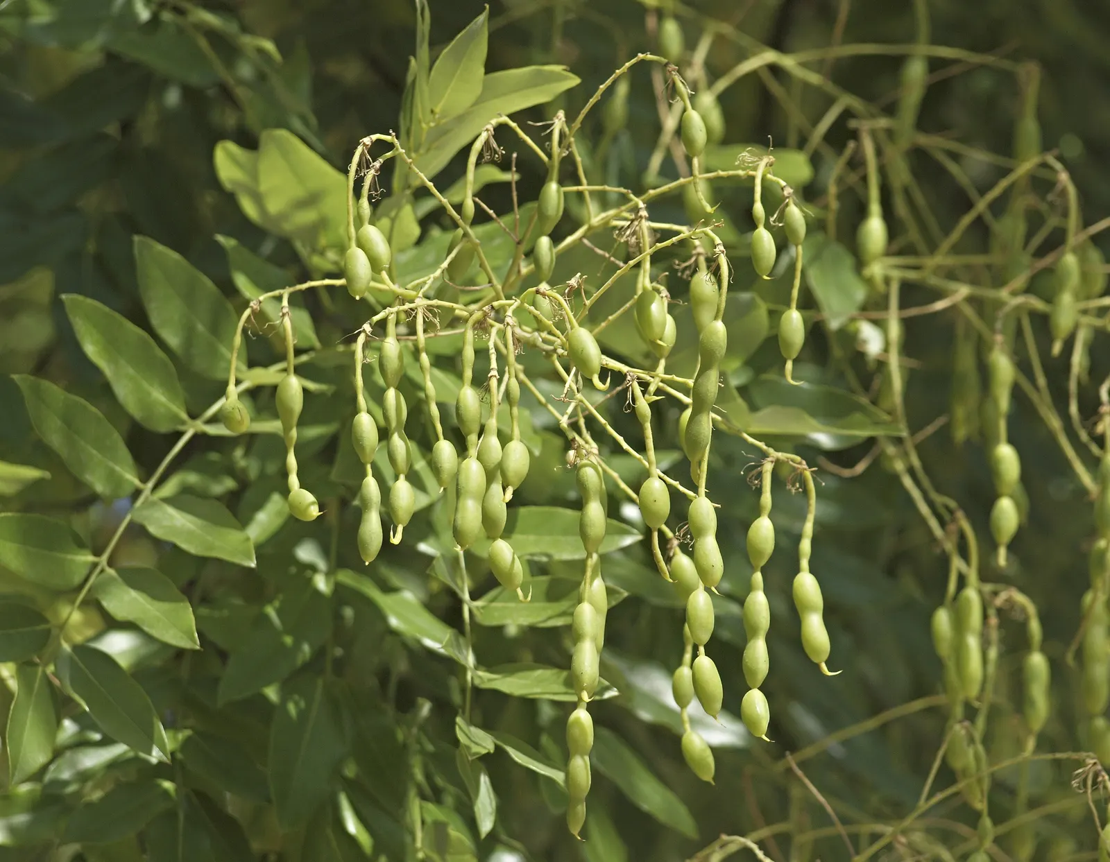 Japanese Pagoda Tree (Styphnolobium Japonicum) — commonly known as the Japanese Pagoda Tree or the Chinese Scholar Tree; white and yellow flowers, image 79