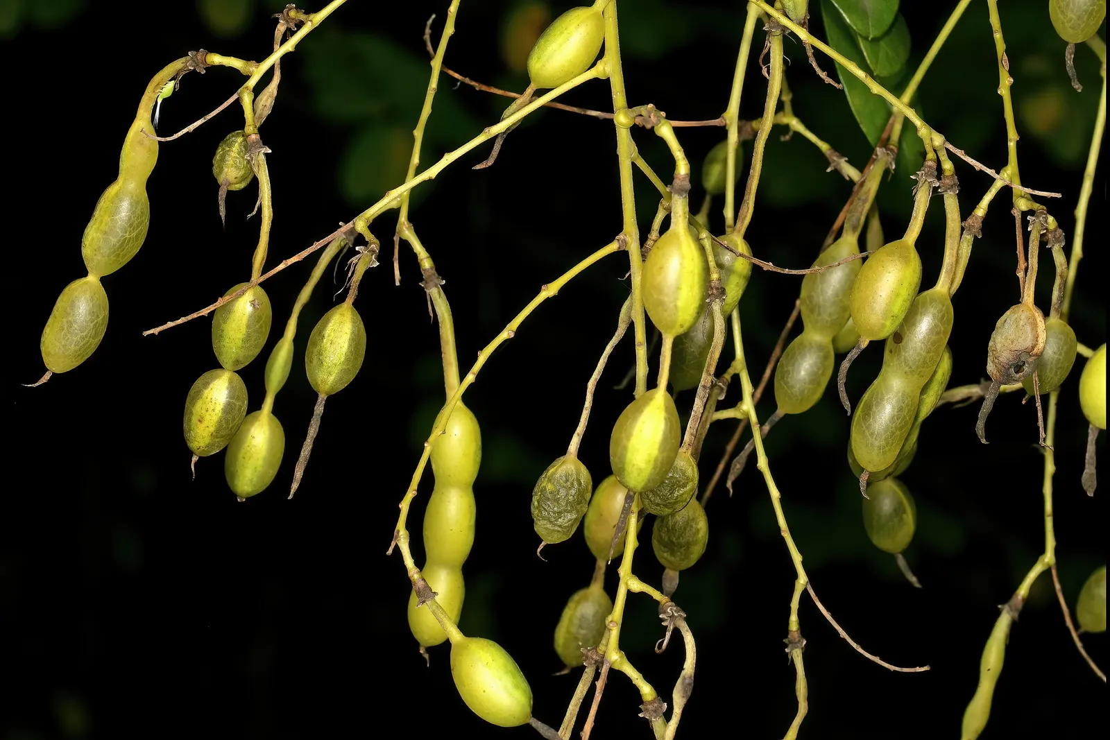 Japanese Pagoda Tree (Styphnolobium Japonicum) — The Japanese Pagoda Tree (Styphnolobium japonicum); its broad, rounded canopy is adorned with, image 73