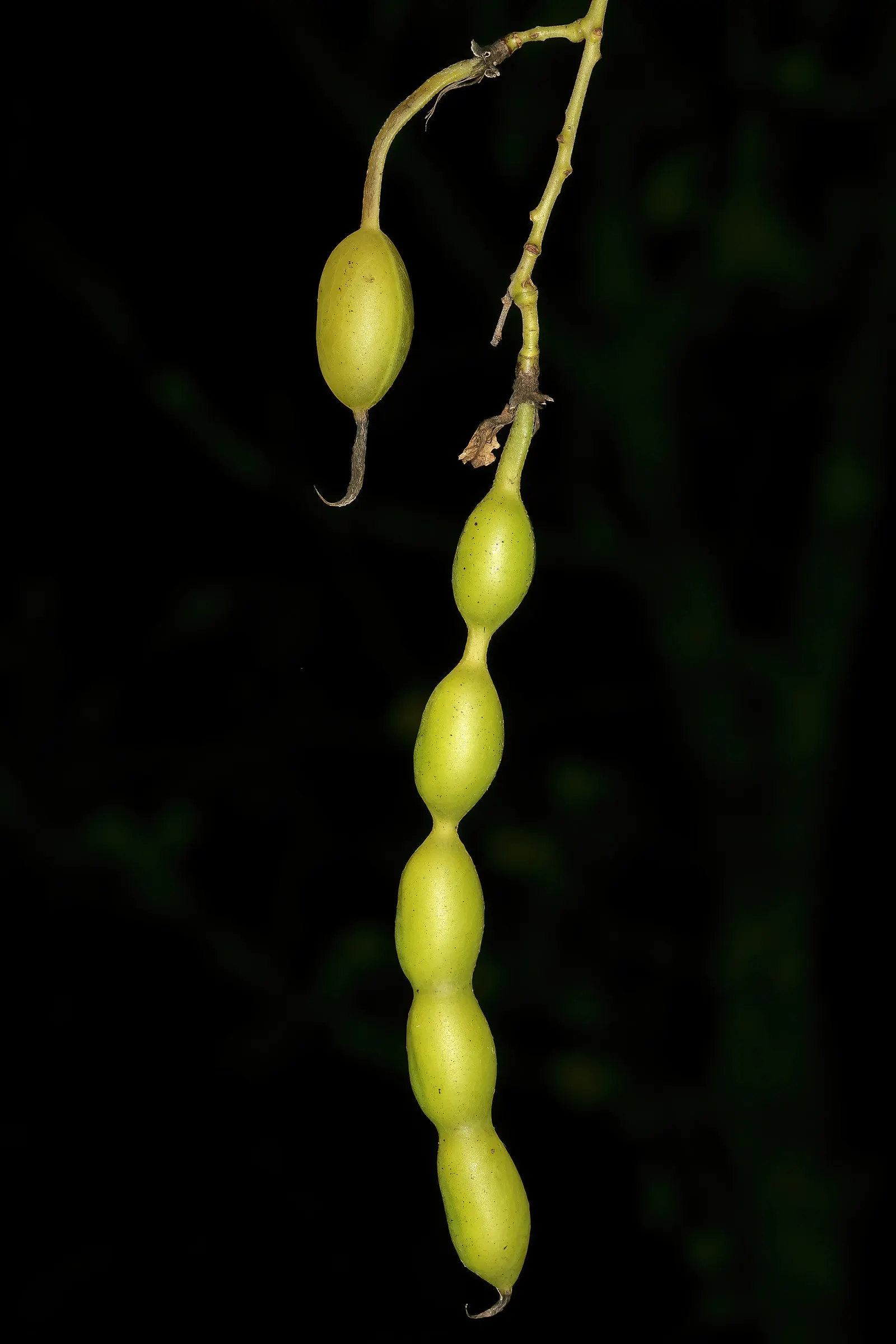 Japanese Pagoda Tree (Styphnolobium Japonicum) — tree with white and yellow blooms; following the flowering season, image 95