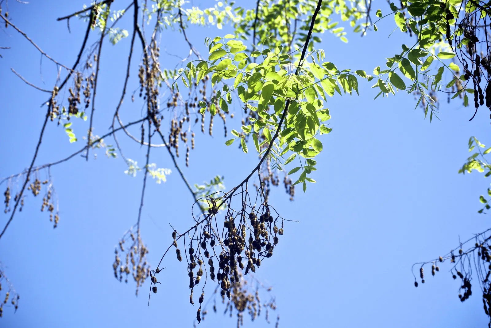 Japanese Pagoda Tree (Styphnolobium Japonicum) — Typically reaching 50 to 75 feet in height with a spread of 50 to 75 feet; the Japanese Pagoda, image 81