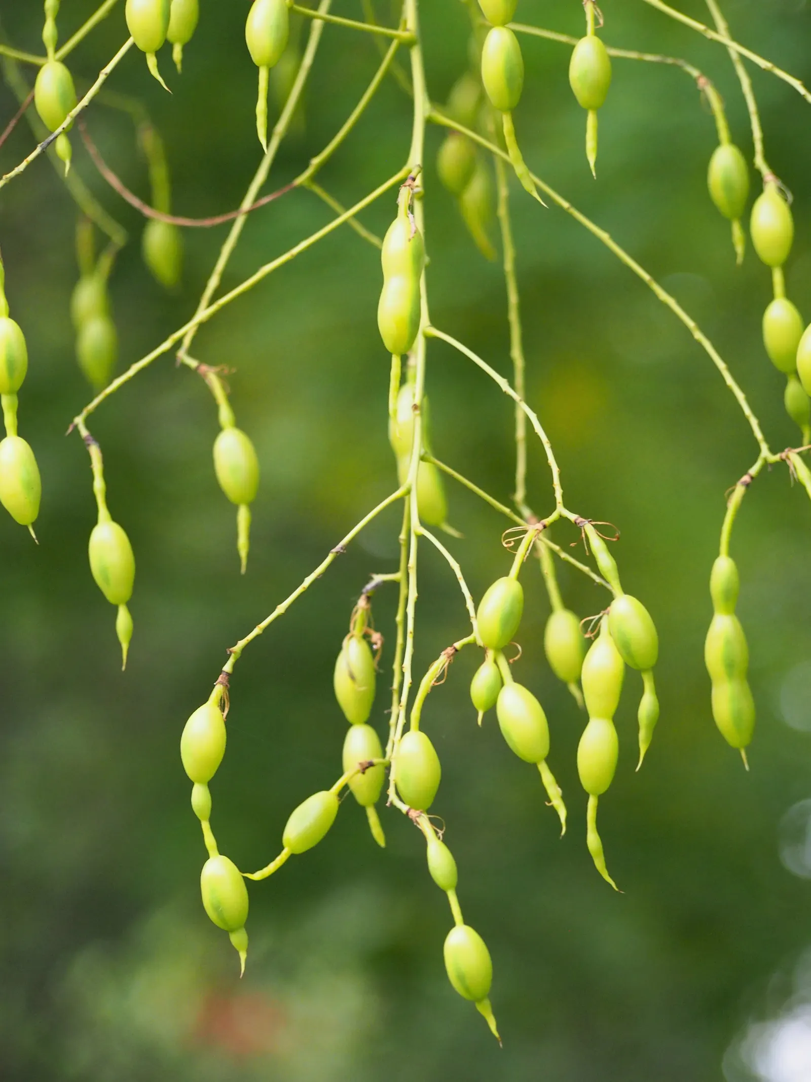 Japanese Pagoda Tree (Styphnolobium Japonicum) — the Japanese Pagoda Tree requires moderate watering with more frequent hydration during dry spells