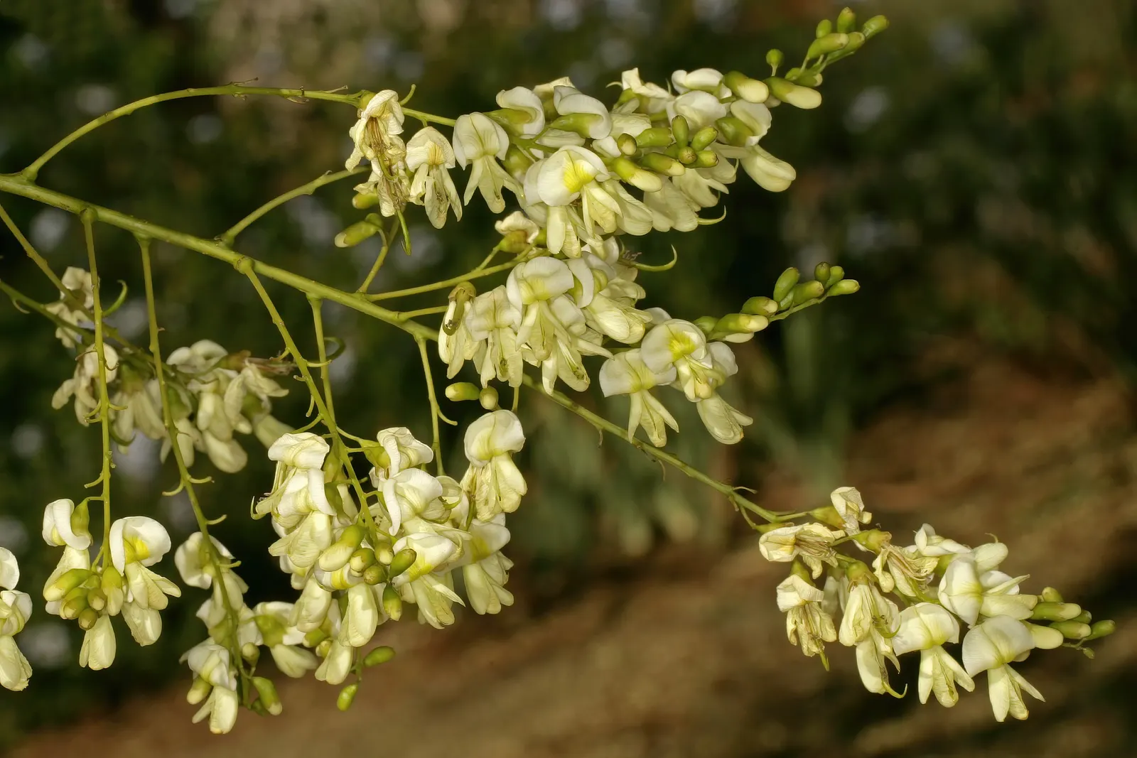 Japanese Pagoda Tree (Styphnolobium Japonicum) — The Japanese Pagoda Tree (Styphnolobium japonicum)