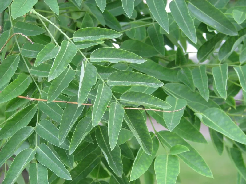 Japanese Pagoda Tree (Styphnolobium Japonicum) — consider the Japanese Pagoda Tree for its towering height and broad canopy; the Japanese Pagoda, image 68