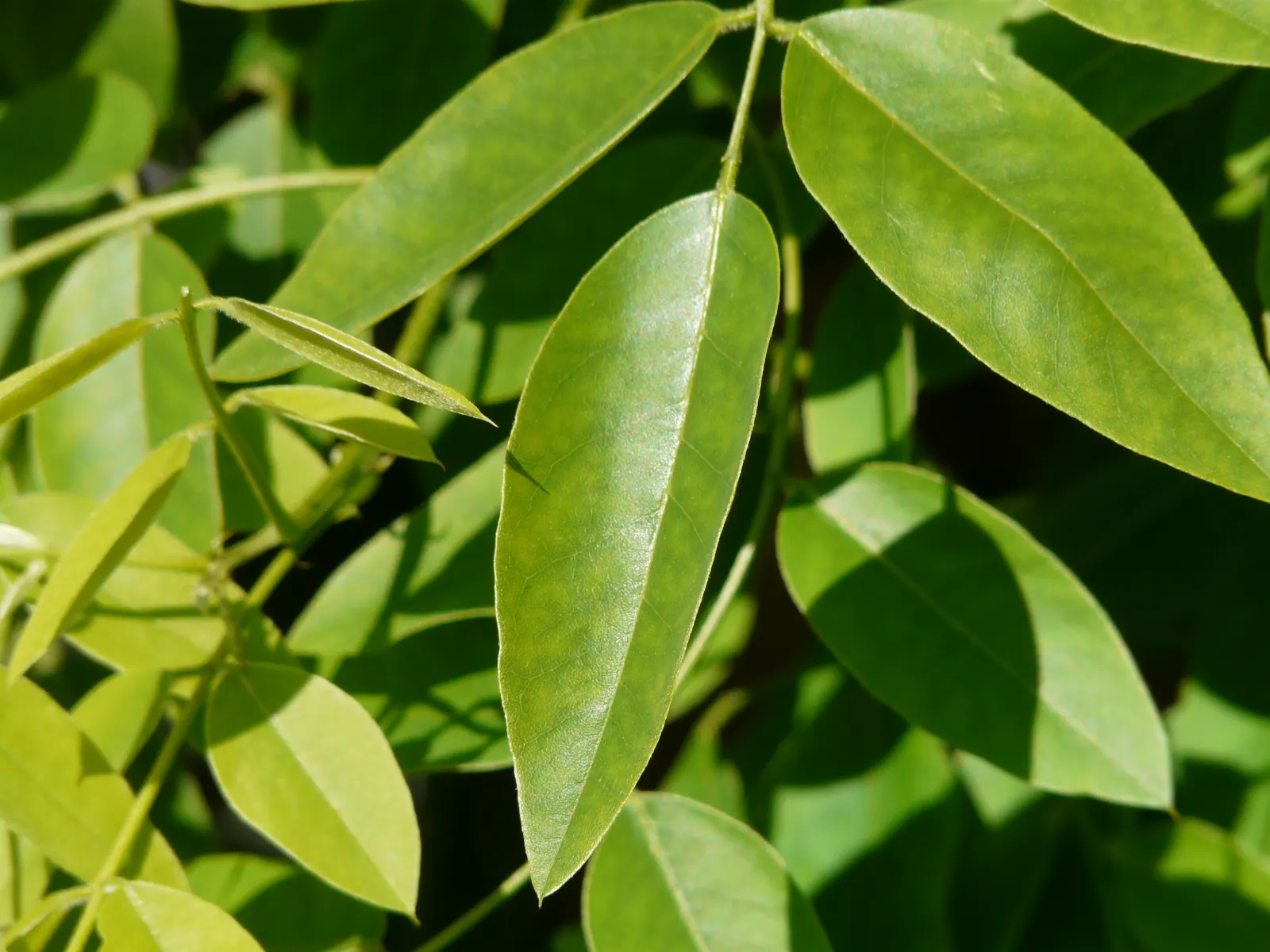 Japanese Pagoda Tree (Styphnolobium Japonicum) — It is resilient to pollution and thrives in USDA Hardiness Zones 4 to 8; reaching 50-75ft tall with a 50-60ft