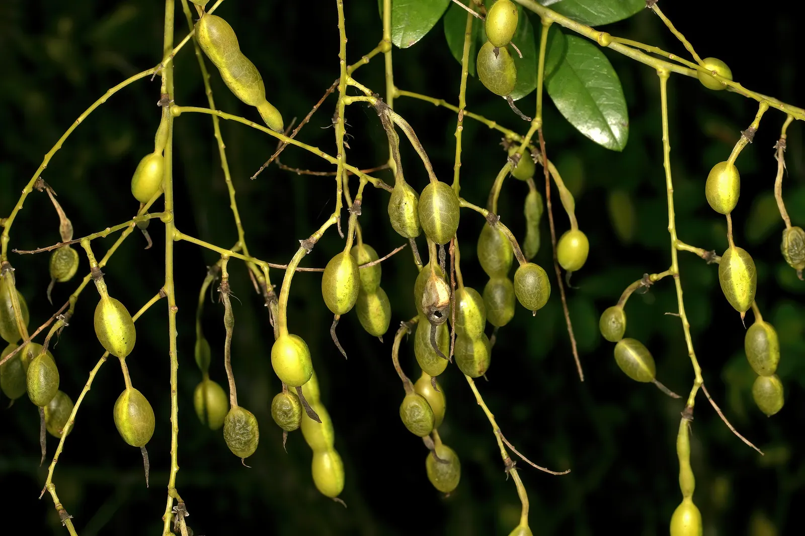 Japanese Pagoda Tree (Styphnolobium Japonicum) — Suited for zones 4-8, it requires well-drained soil; is a deciduous species renowned for its, image 53