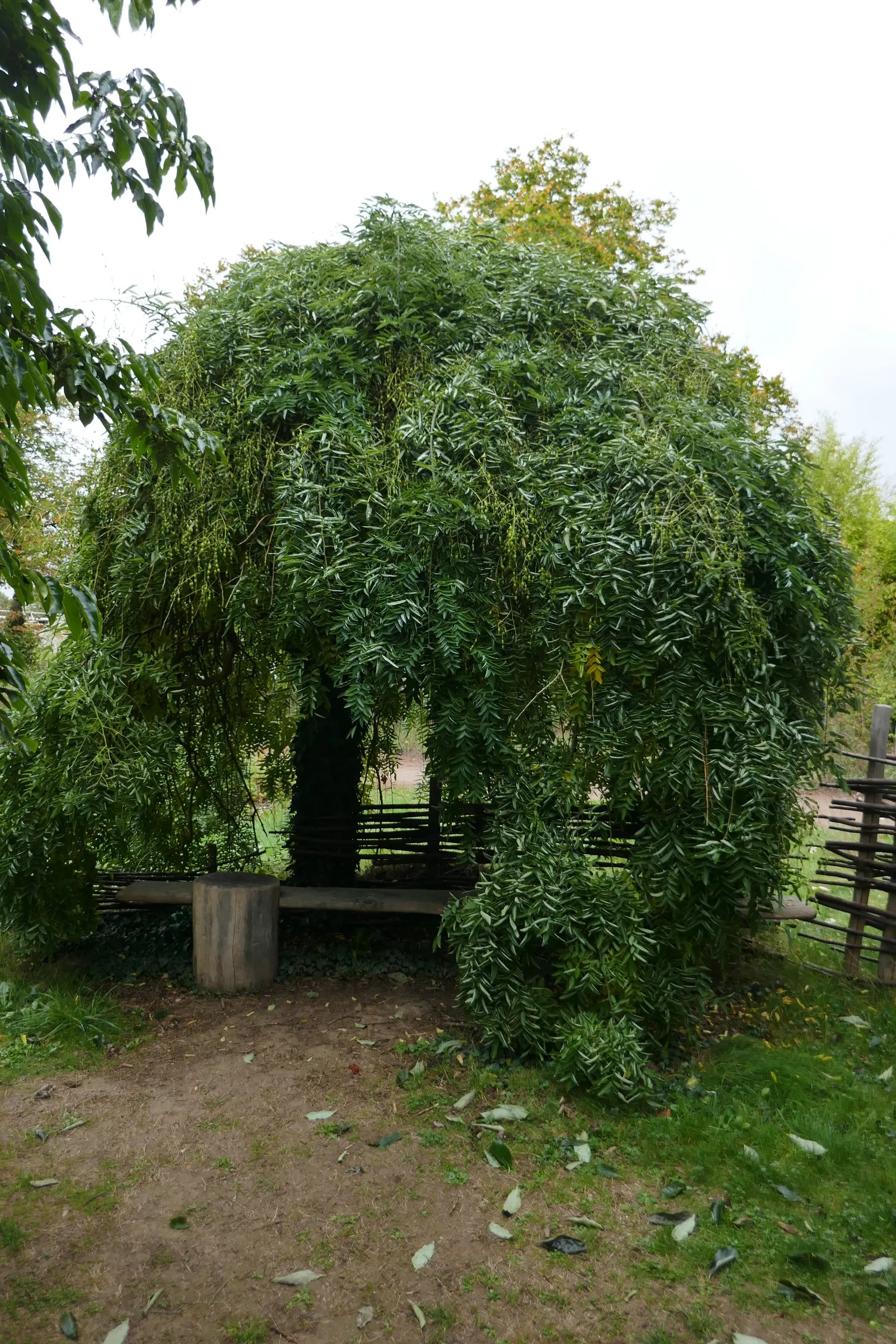 Japanese Pagoda Tree (Styphnolobium Japonicum) — the tree develops 3 to 8-inch-long