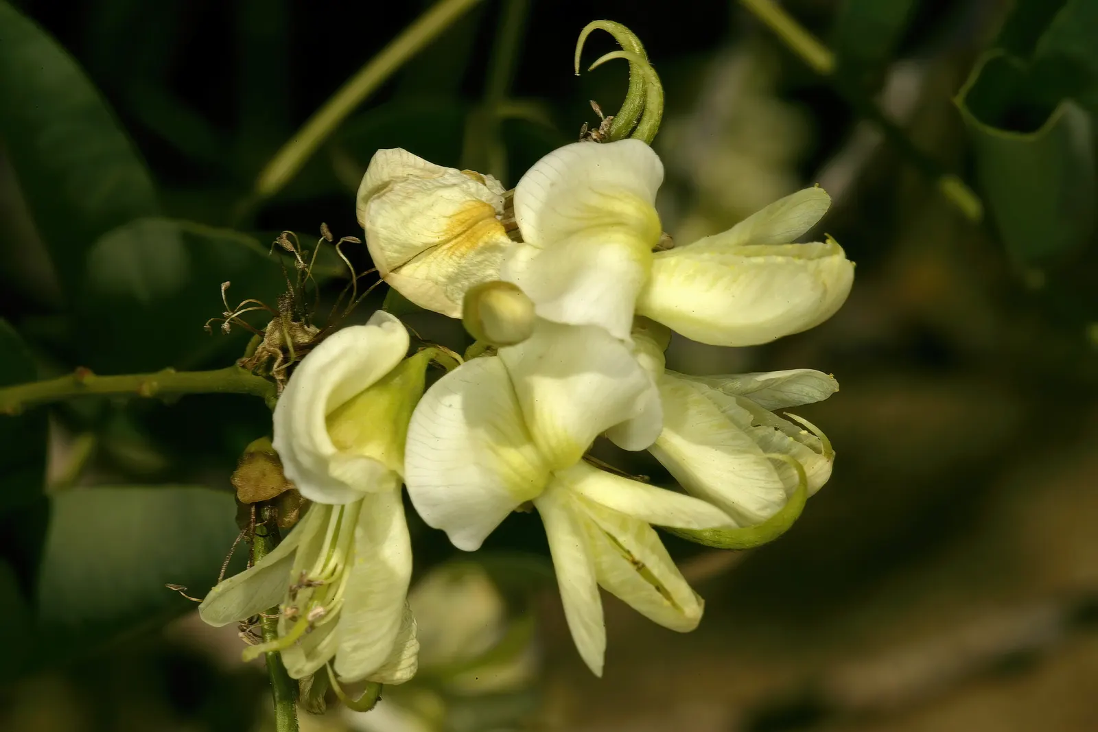 Japanese Pagoda Tree (Styphnolobium Japonicum) — withstanding temperatures as low as -30&deg;F to -20&deg;F.<br><br>When incorporating into a, image 43