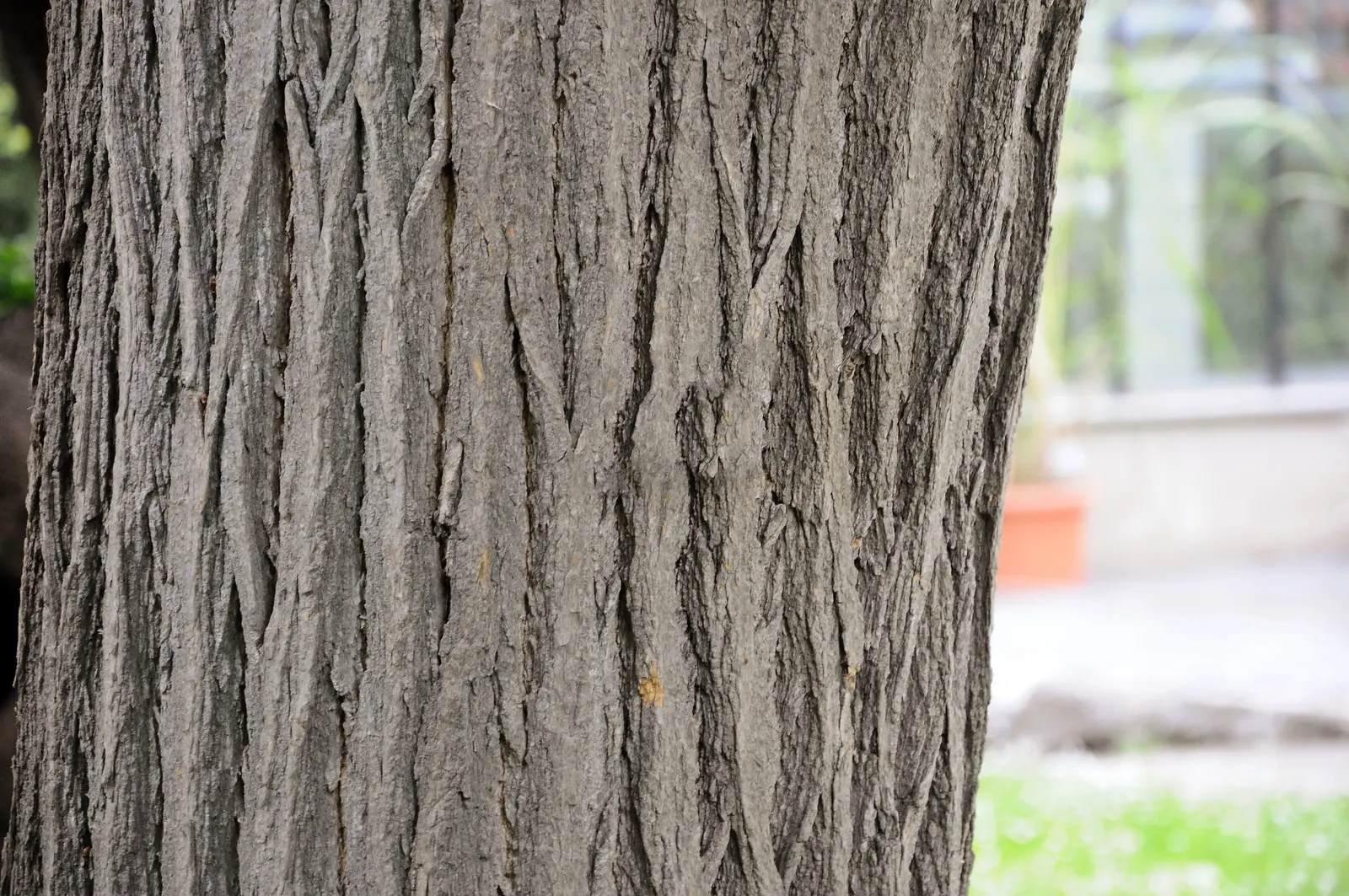 Japanese Pagoda Tree (Styphnolobium Japonicum) — commonly known as the Japanese Pagoda Tree or the Chinese Scholar Tree; white and yellow flowers in the garden