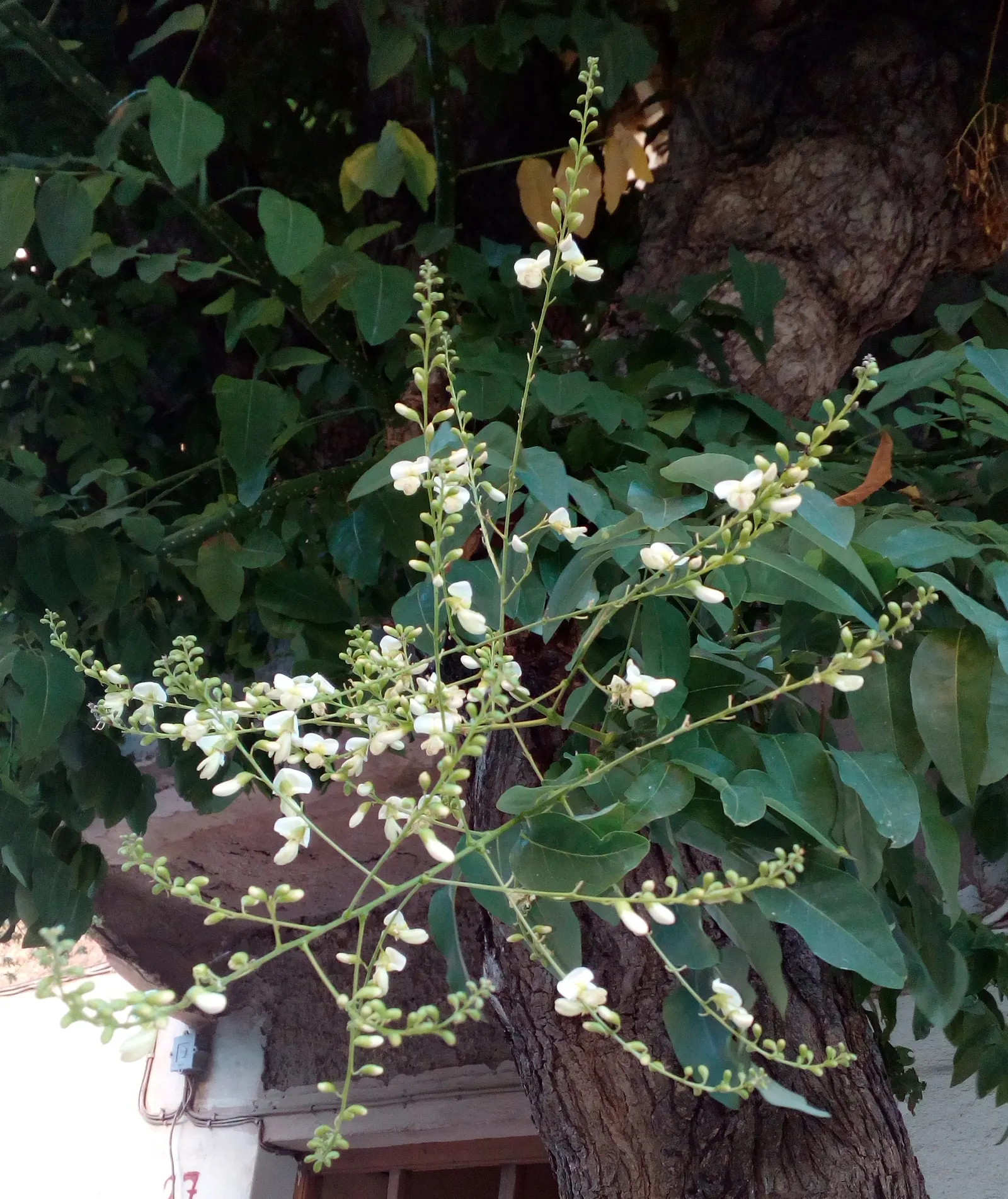Japanese Pagoda Tree (Styphnolobium Japonicum) — The Japanese Pagoda Tree (Styphnolobium japonicum); its broad, rounded canopy is adorned with, image 49