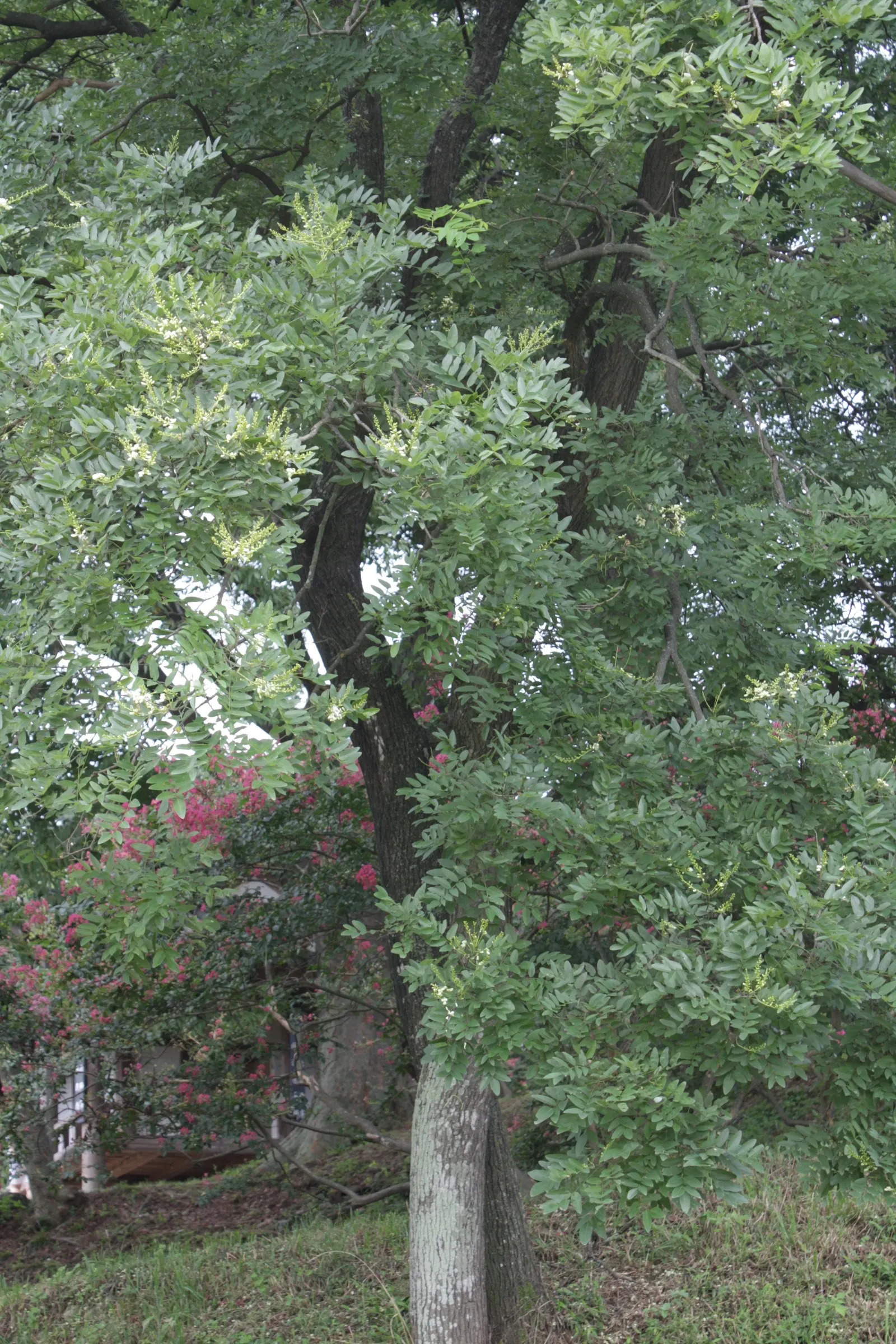 Japanese Pagoda Tree (Styphnolobium Japonicum) — It is resilient to pollution and thrives in USDA Hardiness Zones 4 to 8; reaching 50-75ft tall, image 90