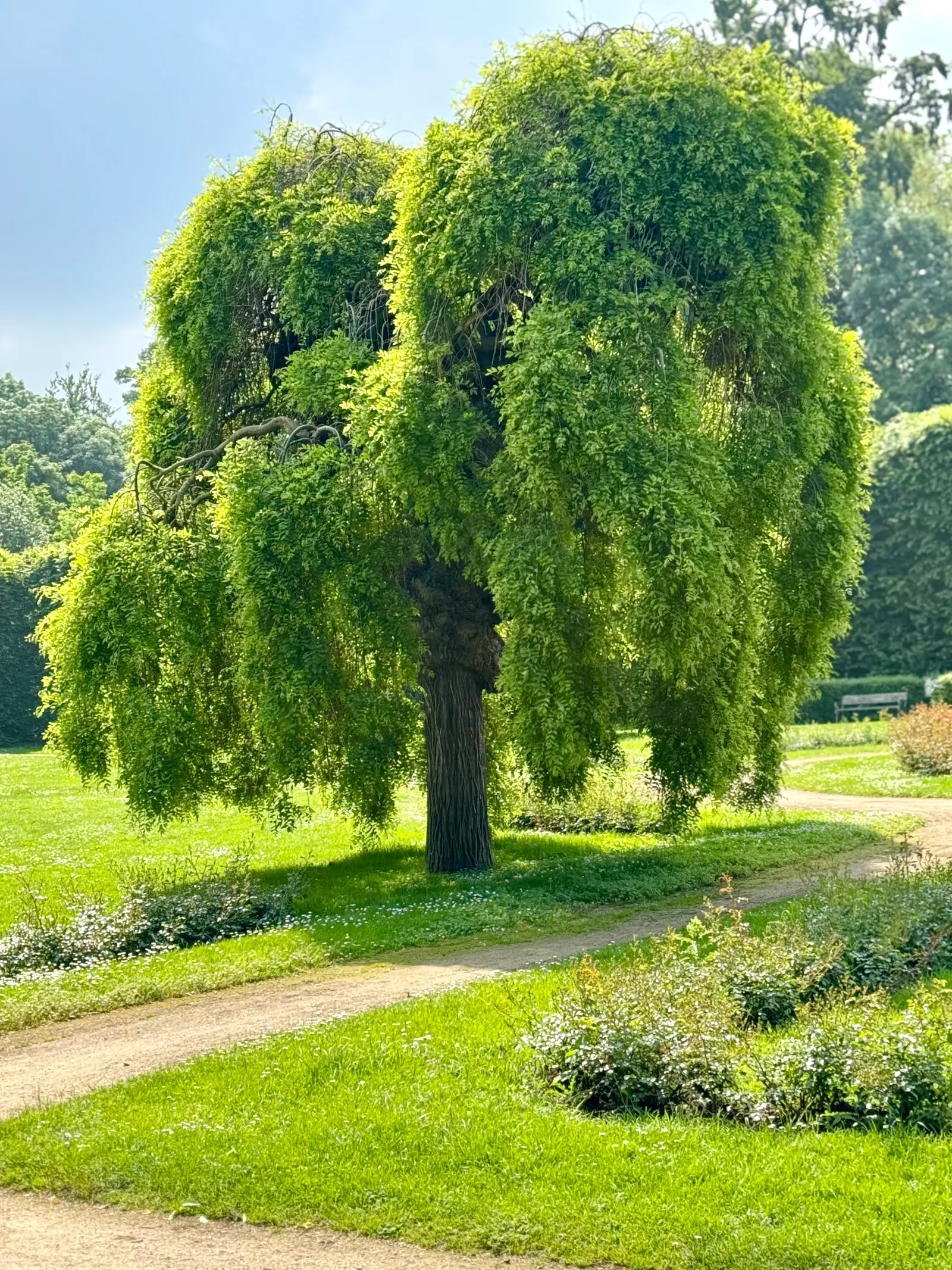 Japanese Pagoda Tree (Styphnolobium Japonicum) — the Japanese Pagoda Tree requires moderate watering with more frequent hydration during dry, image 89