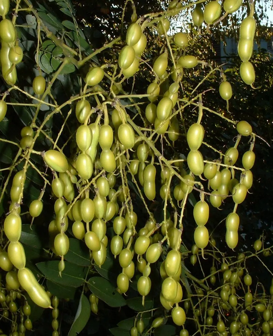 Japanese Pagoda Tree (Styphnolobium Japonicum) — making it an excellent feature as a shade tree or as part of a larger ornamental composition; tree, image 69