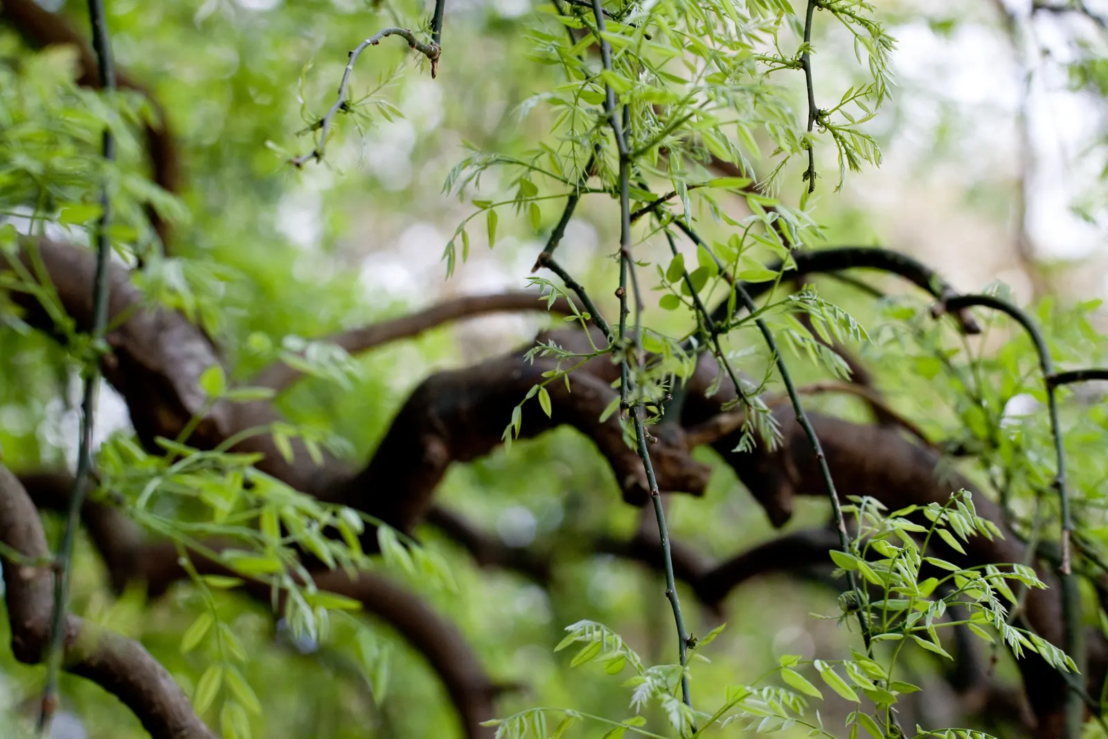 Japanese Pagoda Tree (Styphnolobium Japonicum) — It is resilient to pollution and thrives in USDA Hardiness Zones 4 to 8; reaching 50-75ft tall, image 66