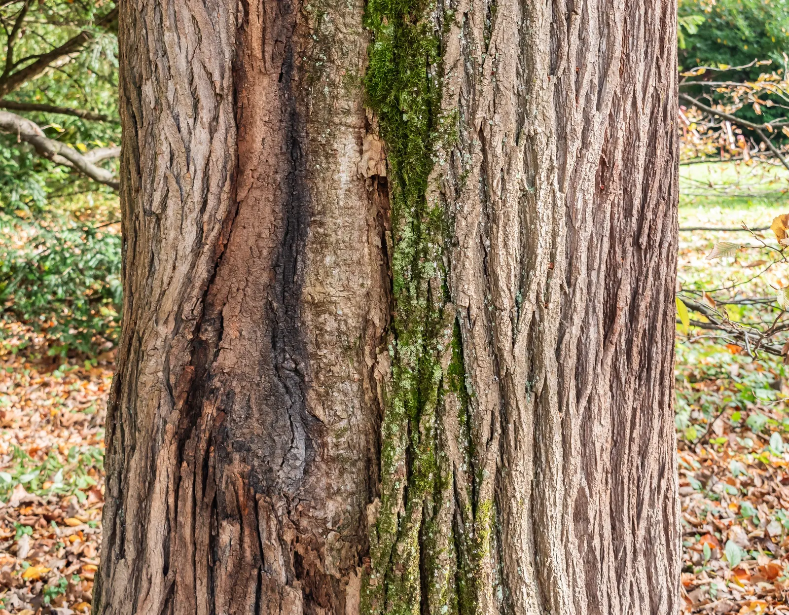 Japanese Pagoda Tree (Styphnolobium Japonicum) — Typically reaching 50 to 75 feet in height with a spread of 50 to 75 feet; the Japanese Pagoda, image 57