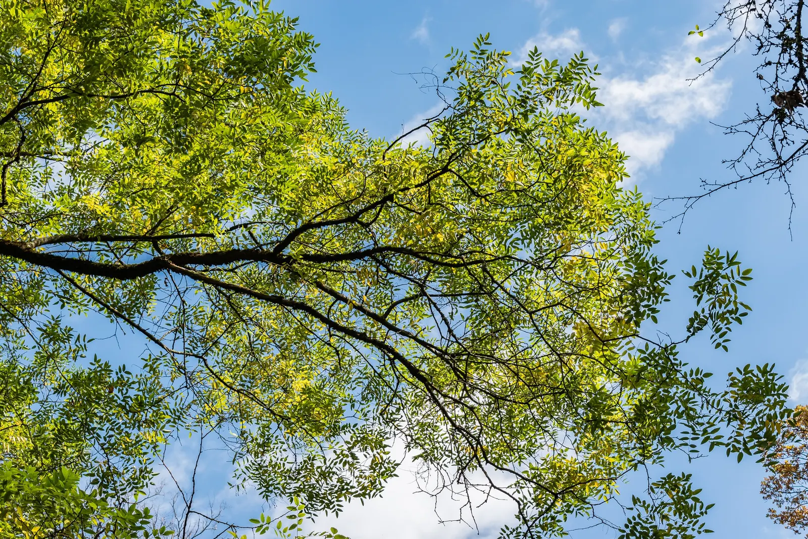 Japanese Pagoda Tree (Styphnolobium Japonicum) — a hardy deciduous species; composed of 7 to 17 leaflets, image 50
