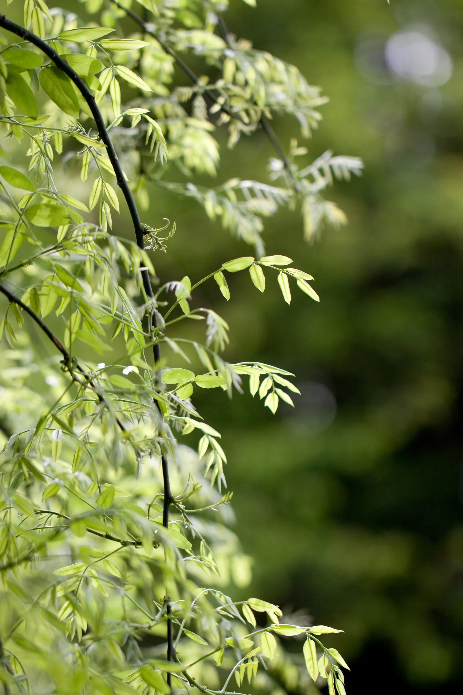 Japanese Pagoda Tree (Styphnolobium Japonicum) — a hardy deciduous species; composed of 7 to 17 leaflets, image 74