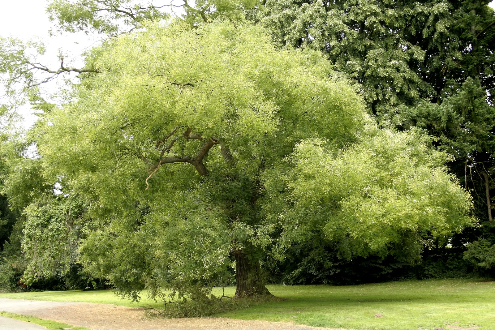 Japanese Pagoda Tree (Styphnolobium Japonicum) — white and yellow flowers in the garden; commonly known as the Japanese Pagoda Tree or the Chinese, image 70