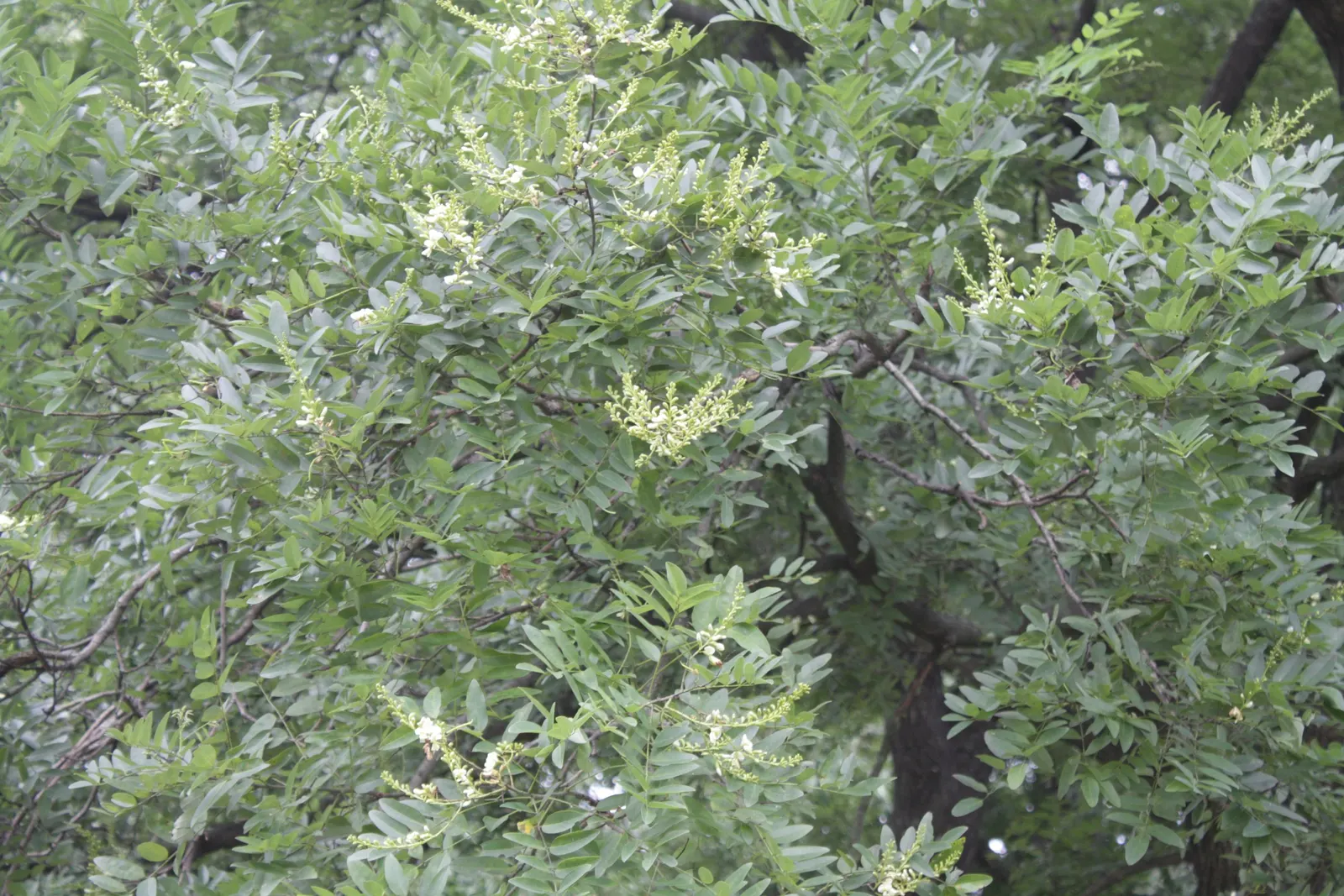 Japanese Pagoda Tree (Styphnolobium Japonicum) — the Japanese Pagoda Tree produces an impressive show of creamy-white flowers that are arranged in, image 84