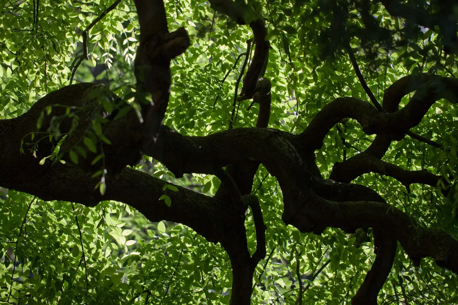 Japanese Pagoda Tree (Styphnolobium Japonicum) — the Japanese Pagoda Tree produces an impressive show of creamy-white flowers that are arranged in, image 60