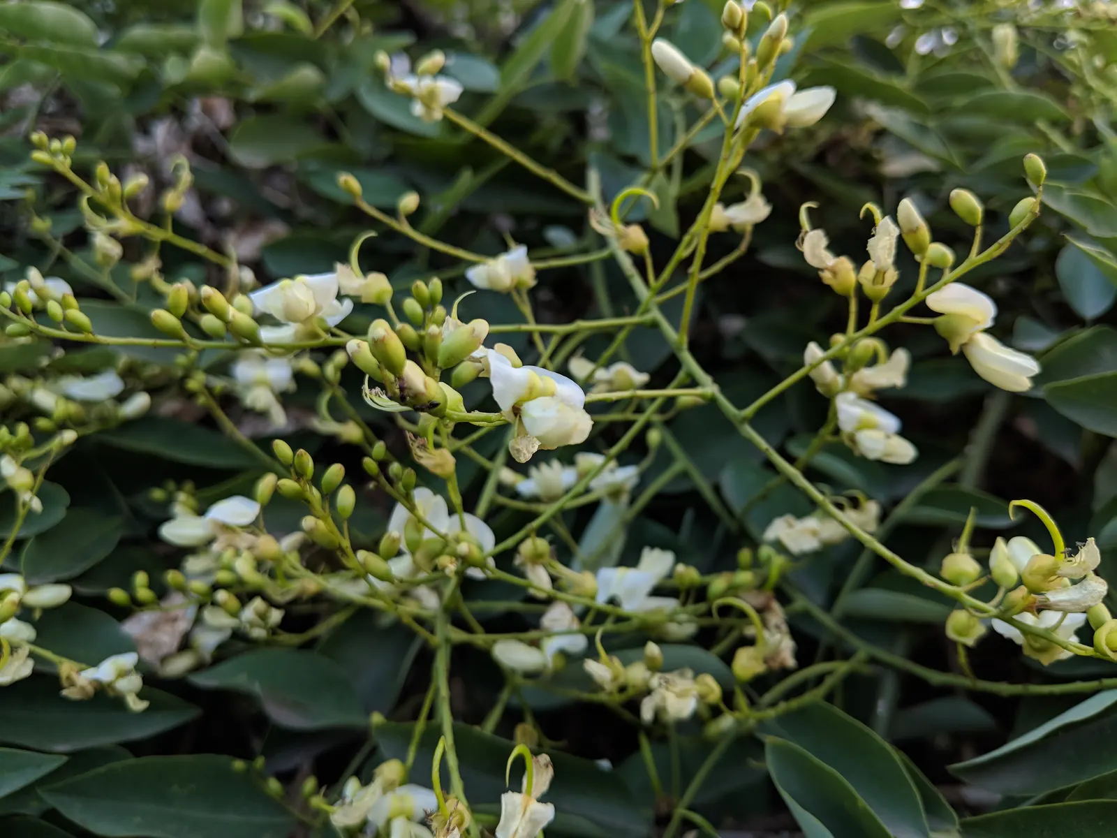 Japanese Pagoda Tree (Styphnolobium Japonicum) — commonly known as the Japanese Pagoda Tree or the Chinese Scholar Tree
