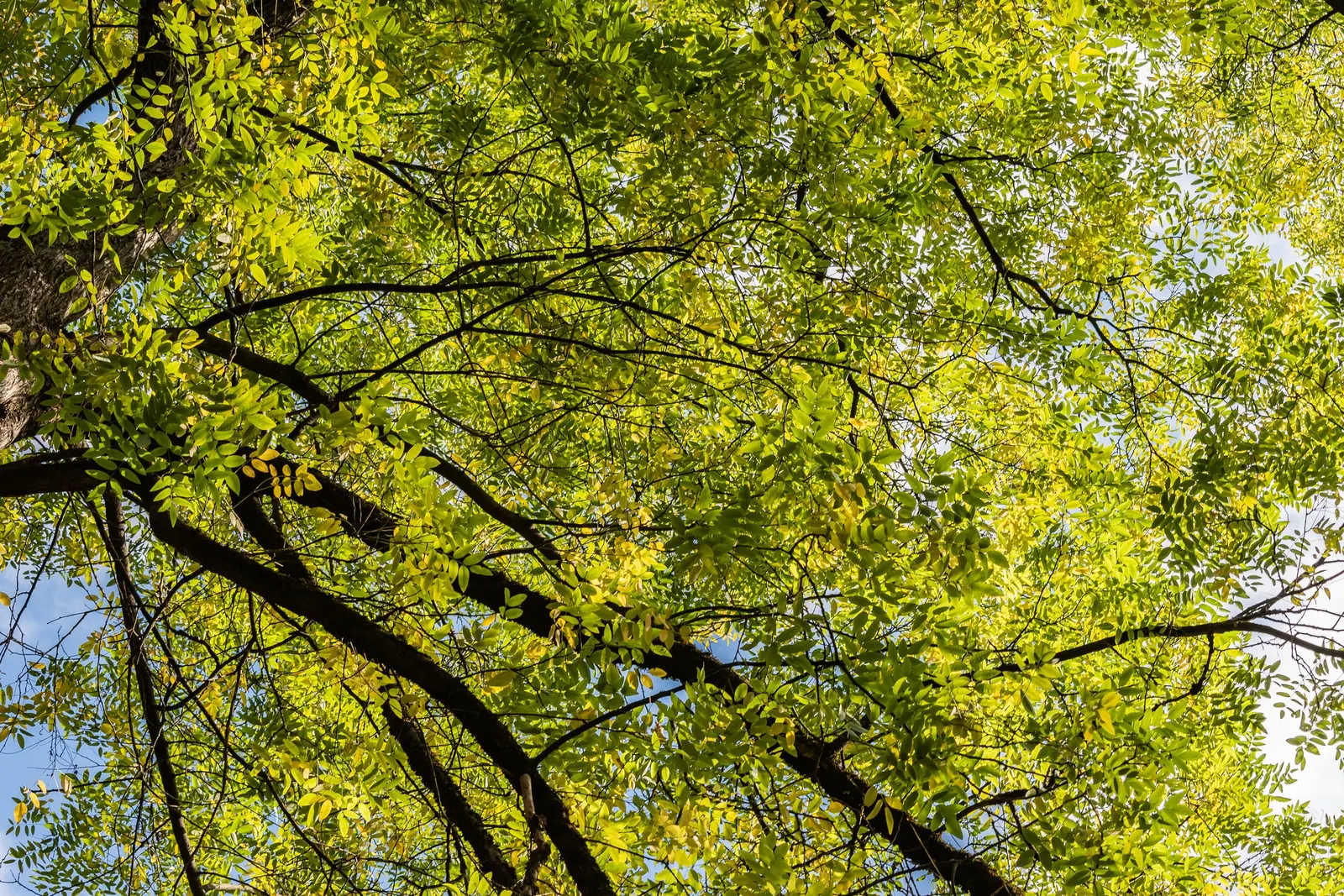 Japanese Pagoda Tree (Styphnolobium Japonicum) — the tree develops 3 to 8-inch-long; this elegant tree adds vertical interest and is ideal as a focal point in