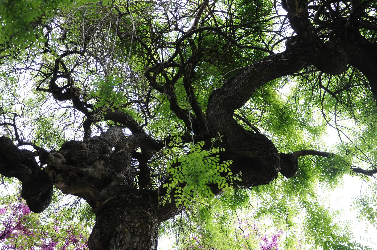 Japanese Pagoda Tree (Styphnolobium Japonicum) — tree with white and yellow blooms