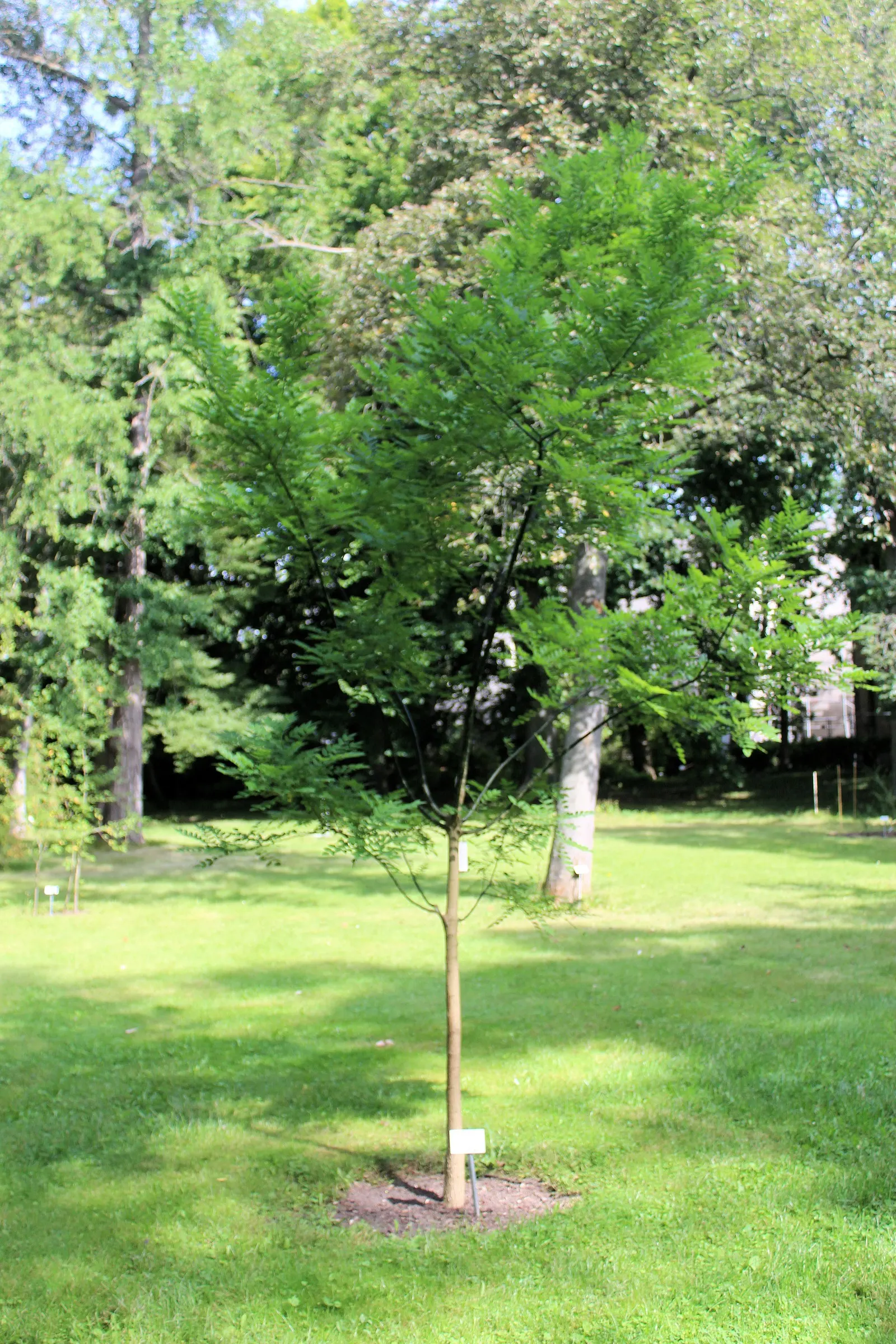 Japanese Pagoda Tree (Styphnolobium Japonicum) — These blooms not only add aesthetic value but also attract various pollinators to your garden, image 85