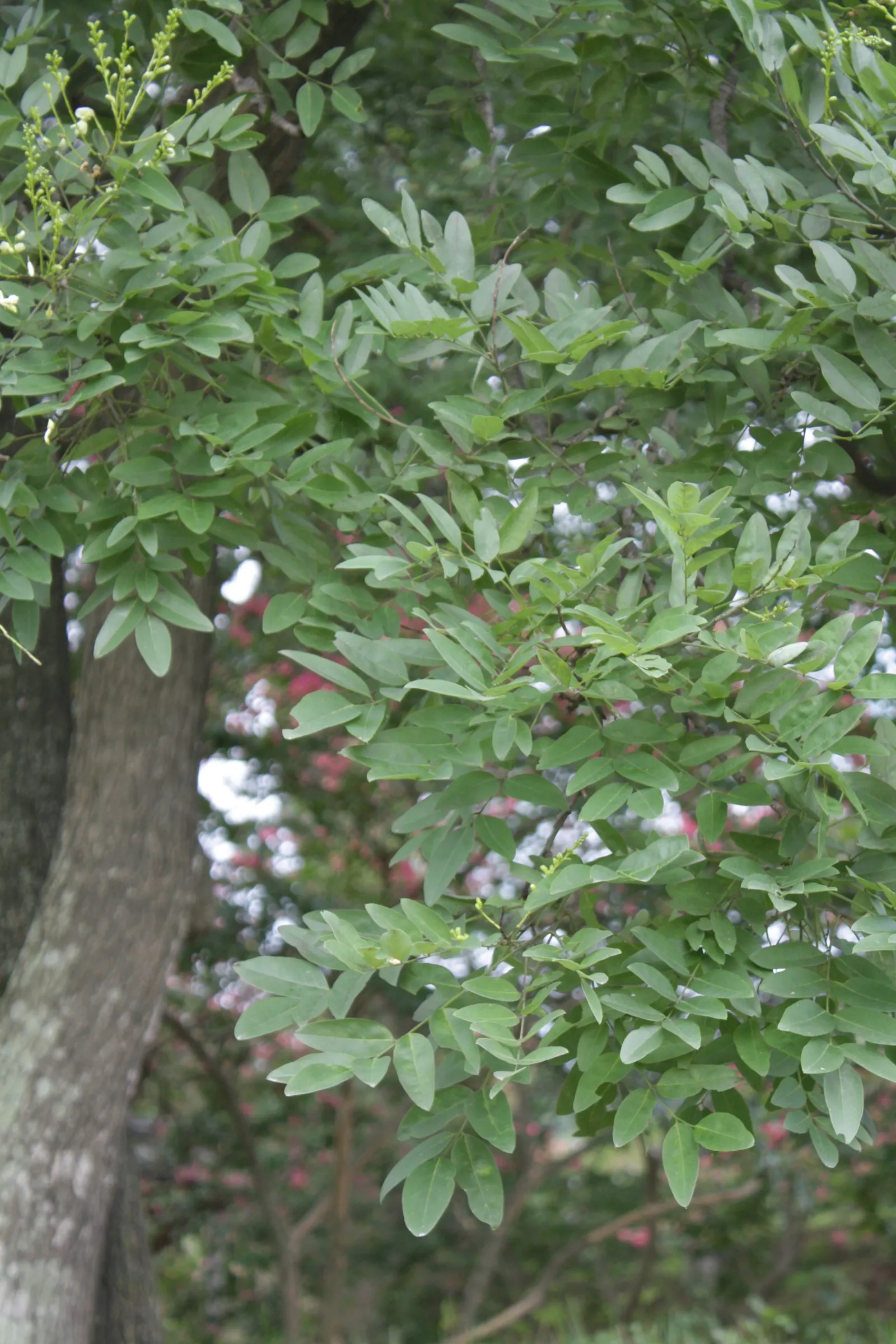Japanese Pagoda Tree (Styphnolobium Japonicum) — Suited for zones 4-8, it requires well-drained soil; is a deciduous species renowned for its, image 77