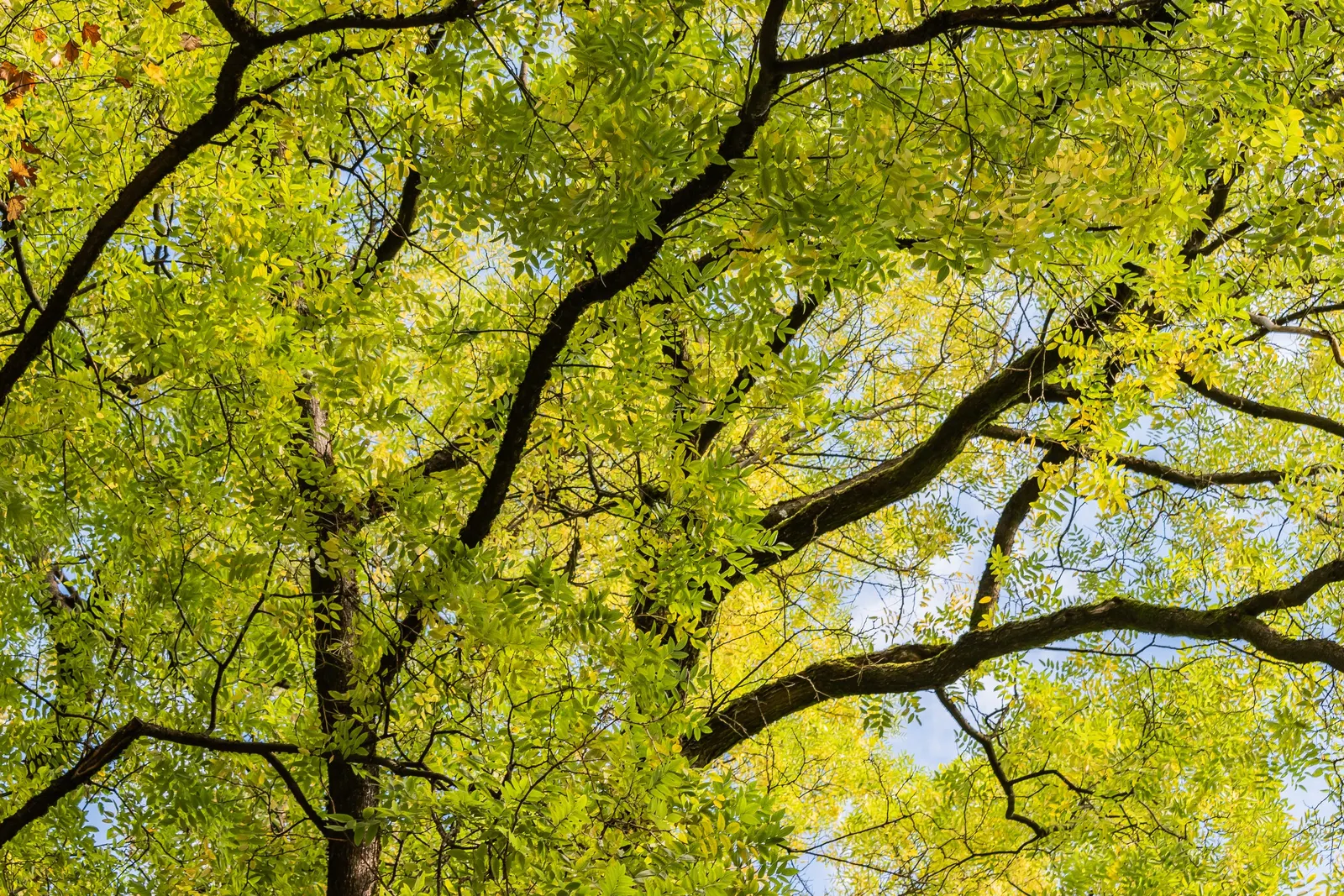 Japanese Pagoda Tree (Styphnolobium Japonicum) — Suited for zones 4-8, it requires well-drained soil