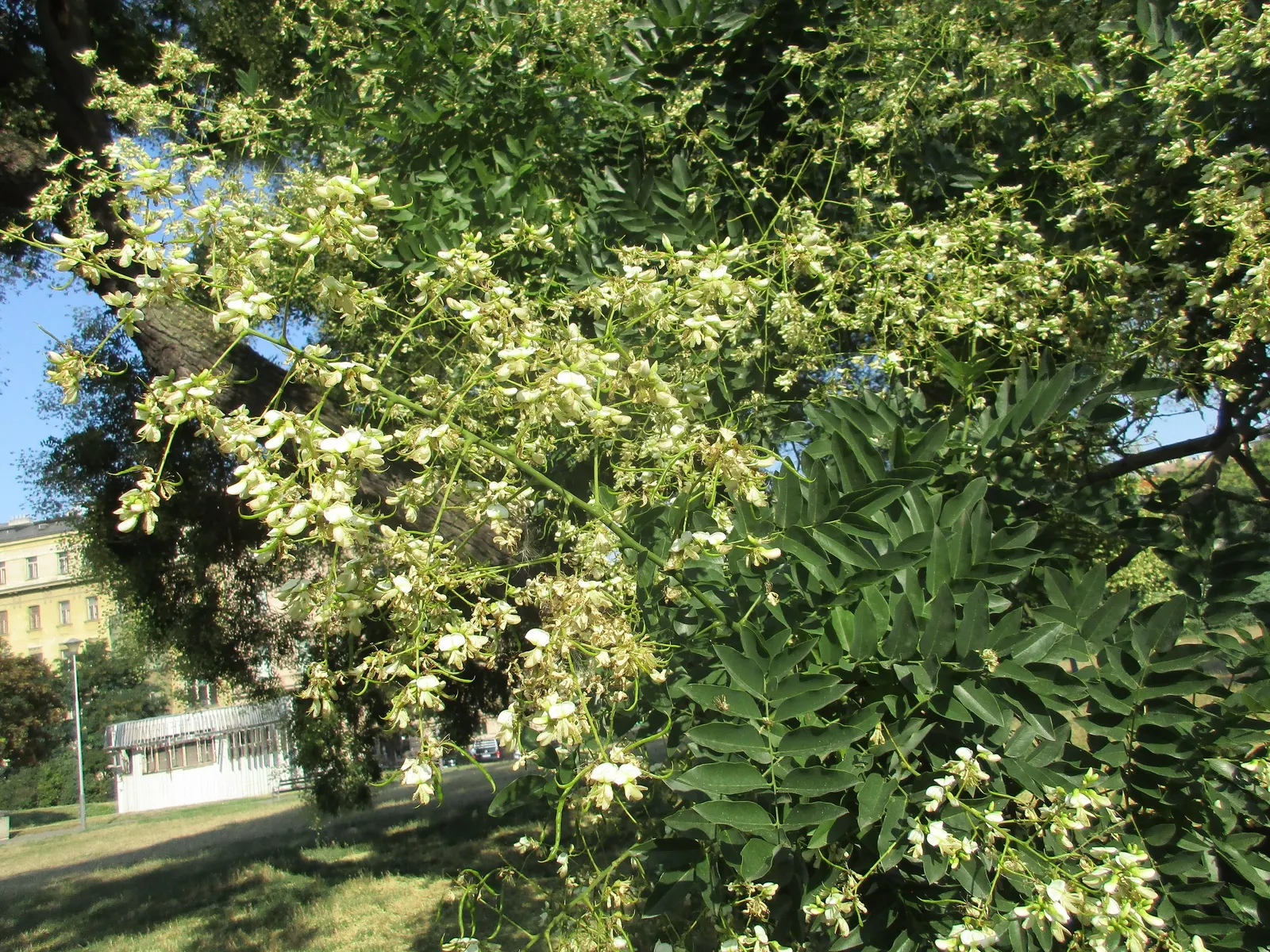 Japanese Pagoda Tree (Styphnolobium Japonicum) — This elegant tree adds vertical interest and is ideal as a focal point in spacious landscapes; the, image 54
