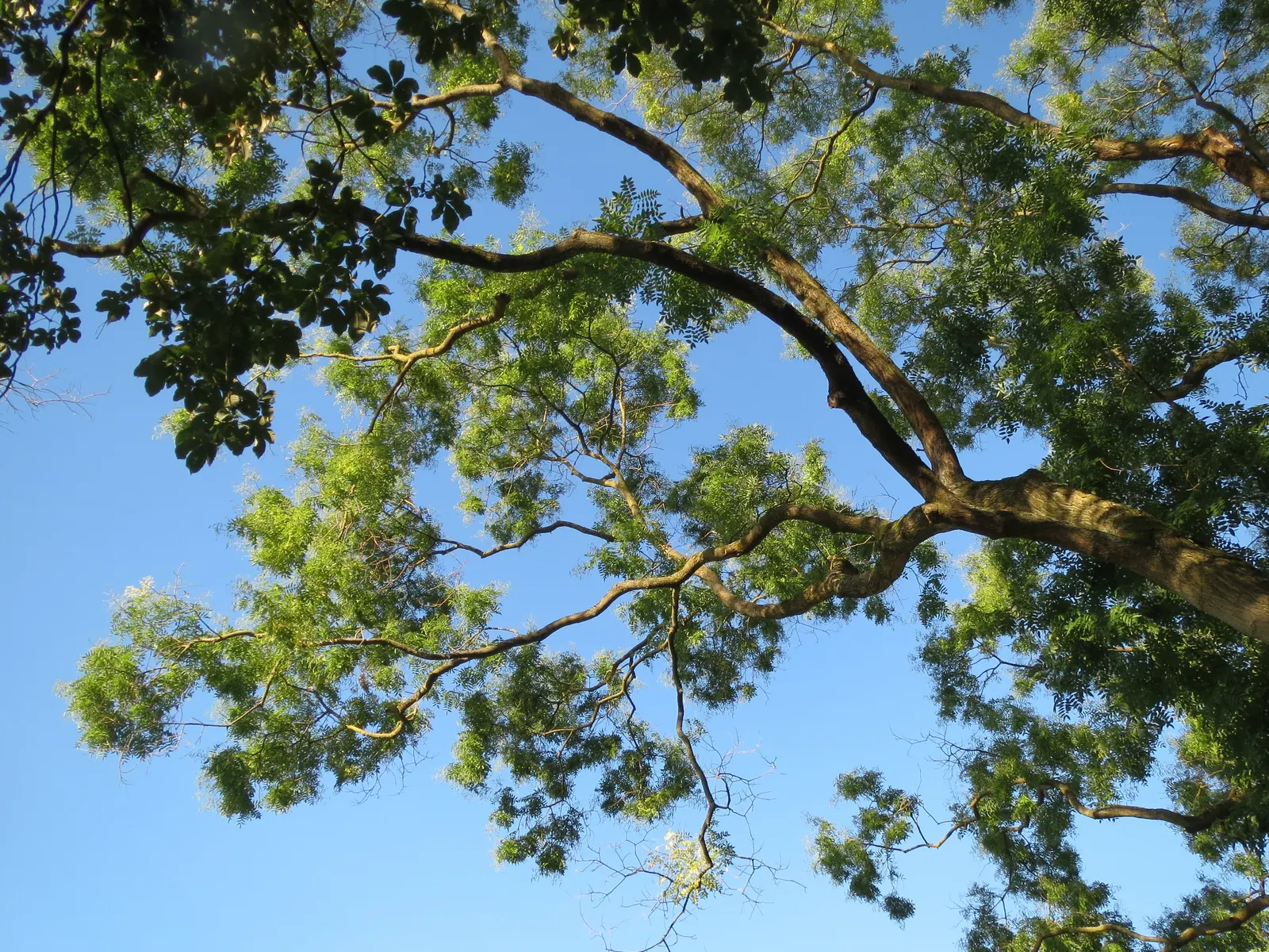 Japanese Pagoda Tree (Styphnolobium Japonicum) — consider the Japanese Pagoda Tree for its towering height and broad canopy