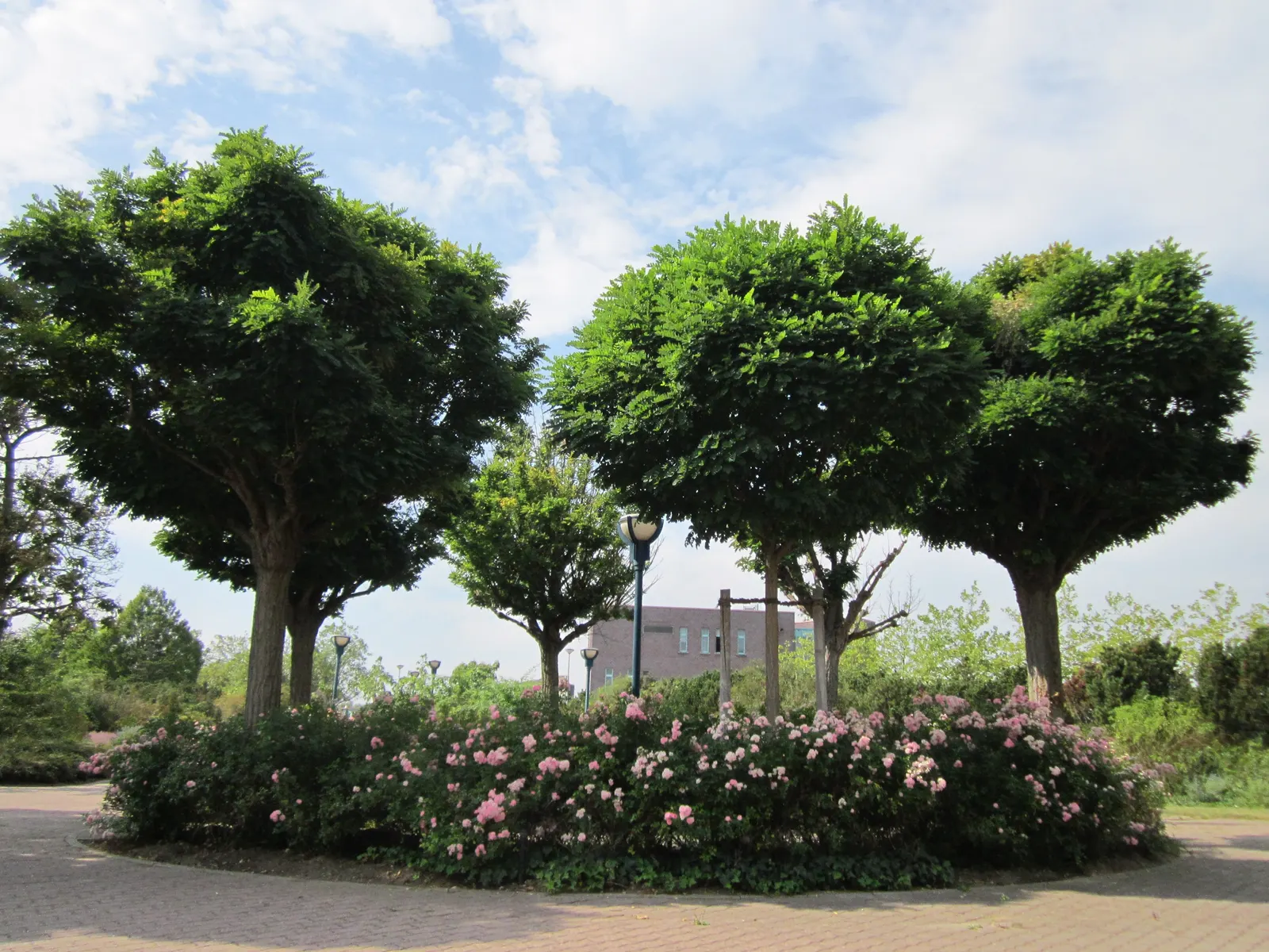 Japanese Pagoda Tree (Styphnolobium Japonicum) — reaching 50-75ft tall with a 50-60ft spread; it is resilient to pollution and thrives in USDA Hardiness Zones