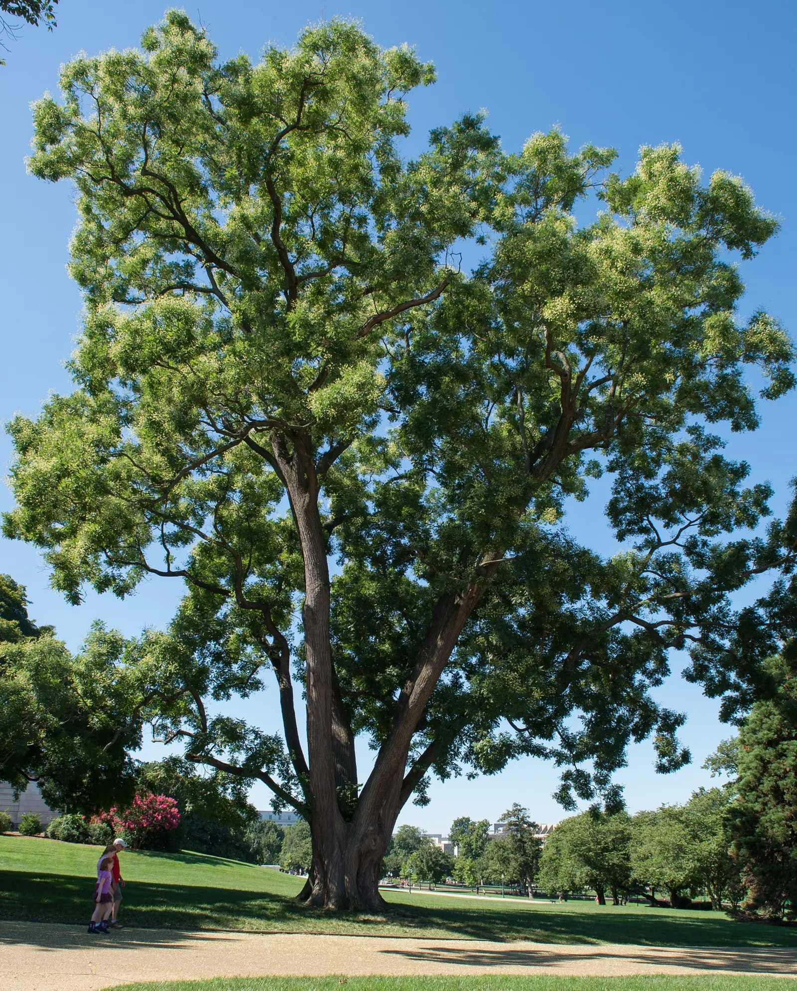 Japanese Pagoda Tree (Styphnolobium Japonicum) — this tree presents a graceful