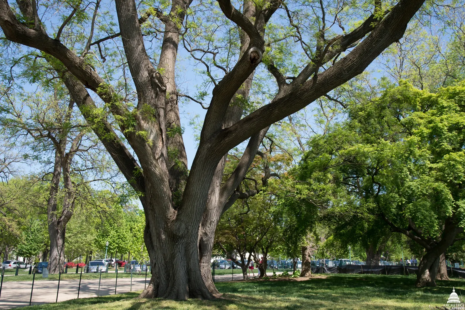 Japanese Pagoda Tree (Styphnolobium Japonicum) — the Japanese Pagoda Tree requires moderate watering with more frequent hydration during dry, image 65