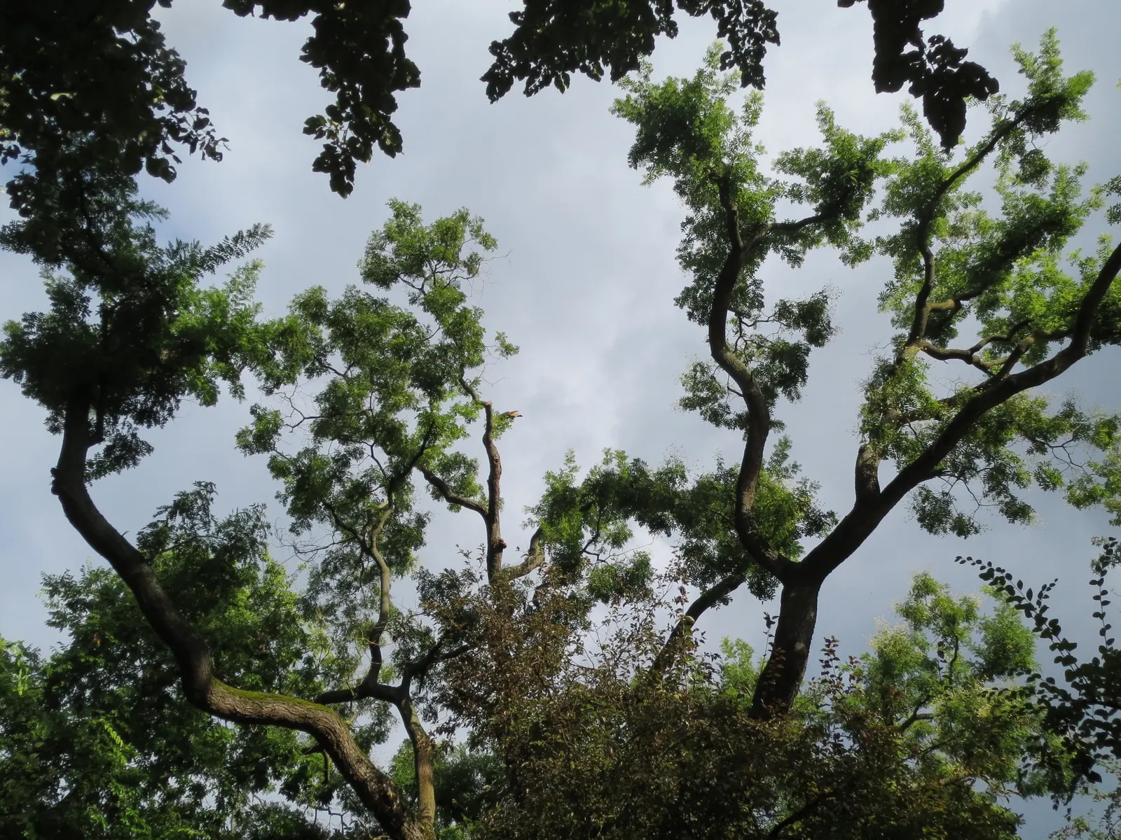 Japanese Pagoda Tree (Styphnolobium Japonicum) — Following the flowering season