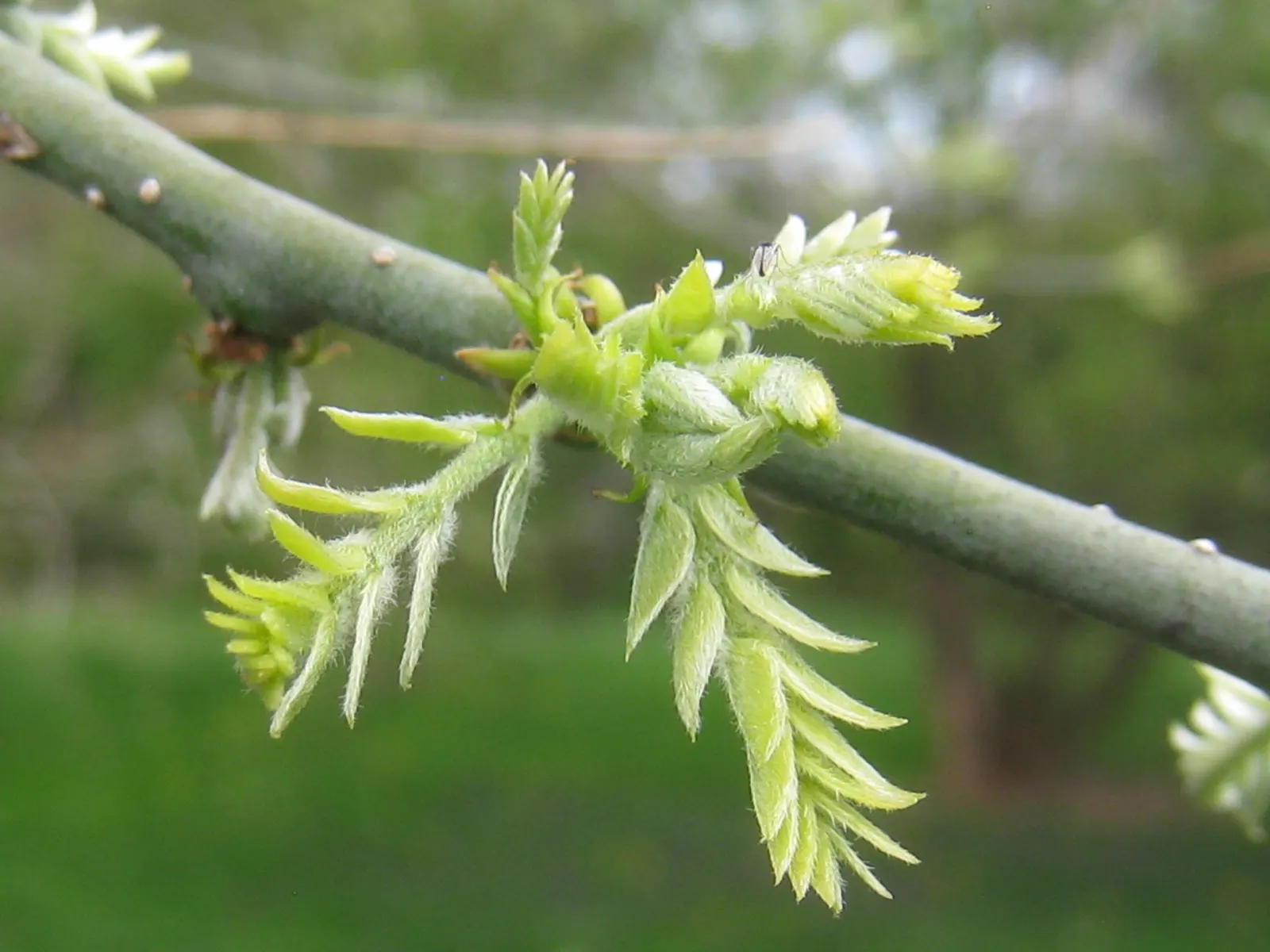 Japanese Pagoda Tree (Styphnolobium Japonicum) — This elegant tree adds vertical interest and is ideal as a focal point in spacious landscapes; the, image 78