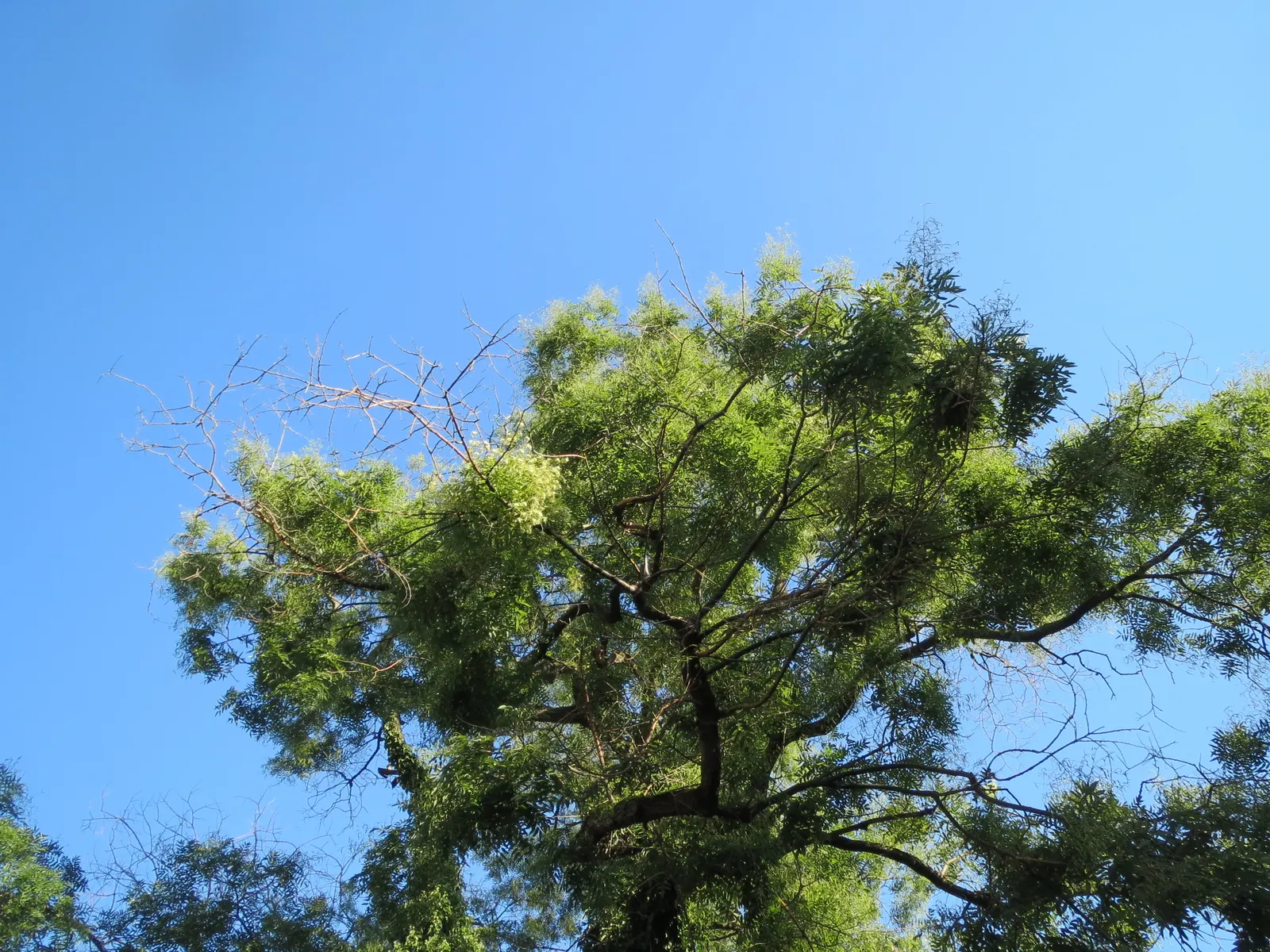 Japanese Pagoda Tree (Styphnolobium Japonicum) — a hardy deciduous species; composed of 7 to 17 leaflets
