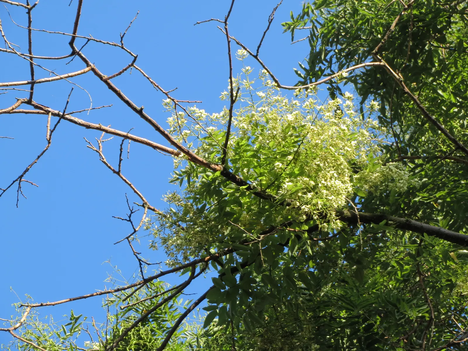 Japanese Pagoda Tree (Styphnolobium Japonicum) — is a deciduous species renowned for its elegant branching structure and ornate floral display; suited for