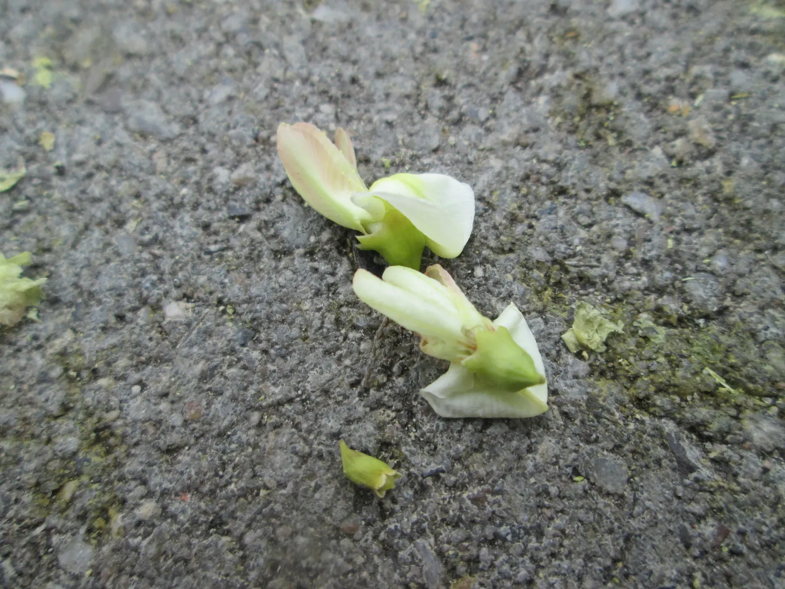 Japanese Pagoda Tree (Styphnolobium Japonicum) — the Japanese Pagoda Tree produces an impressive show of creamy-white flowers that are arranged in, image 36