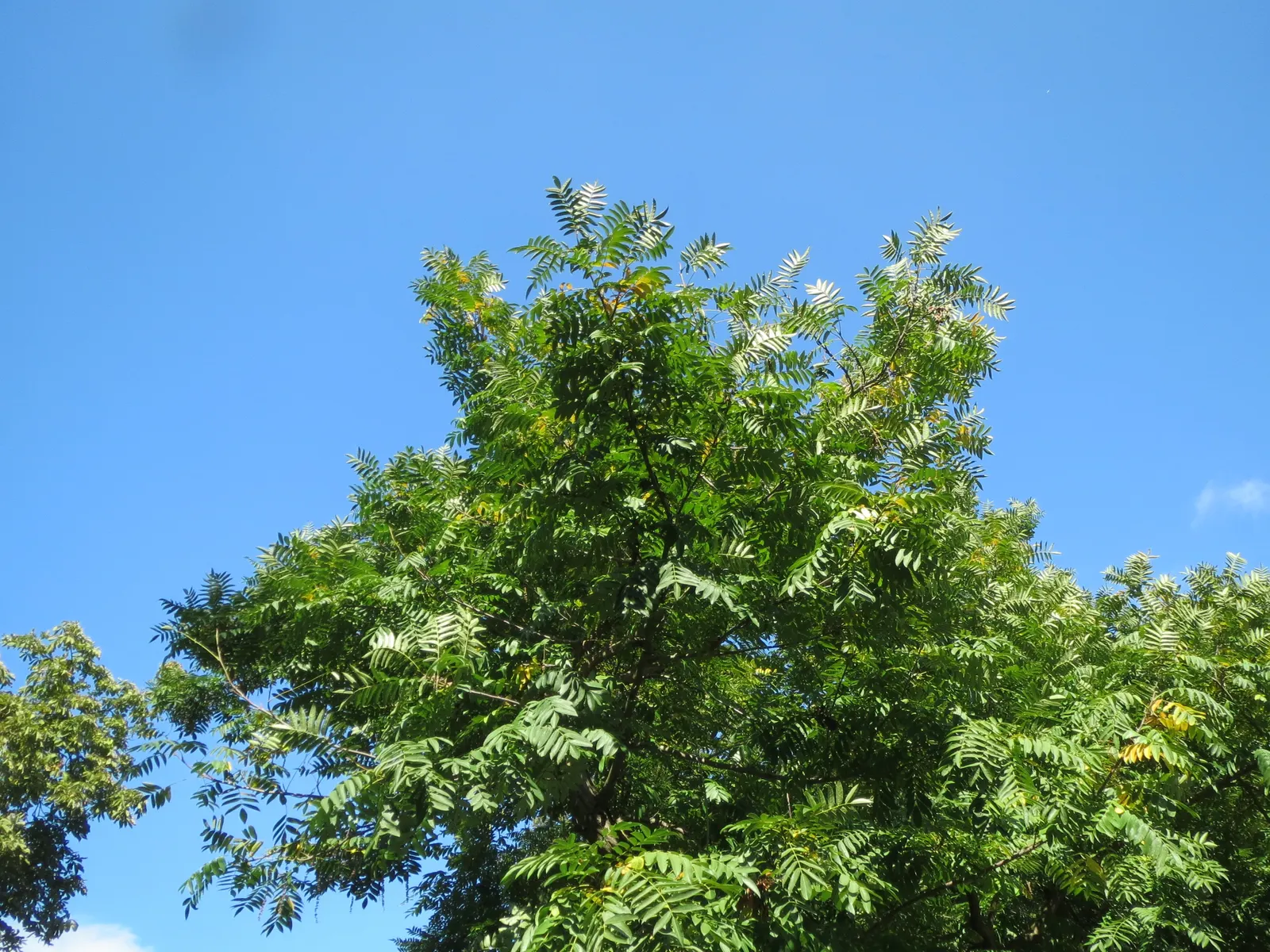 Japanese Pagoda Tree (Styphnolobium Japonicum) — brown seed pods that persist into winter; these blooms not only add aesthetic value but also attract various