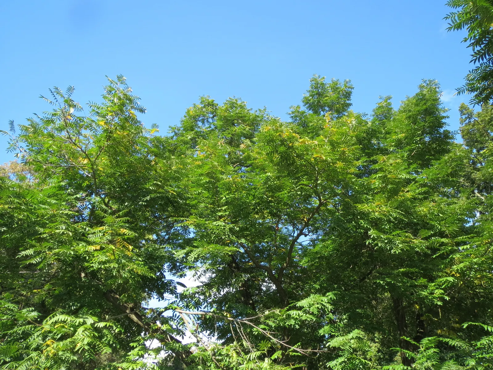 Japanese Pagoda Tree (Styphnolobium Japonicum) — this tree presents a graceful; withstanding temperatures as low as -30°F to, image 58