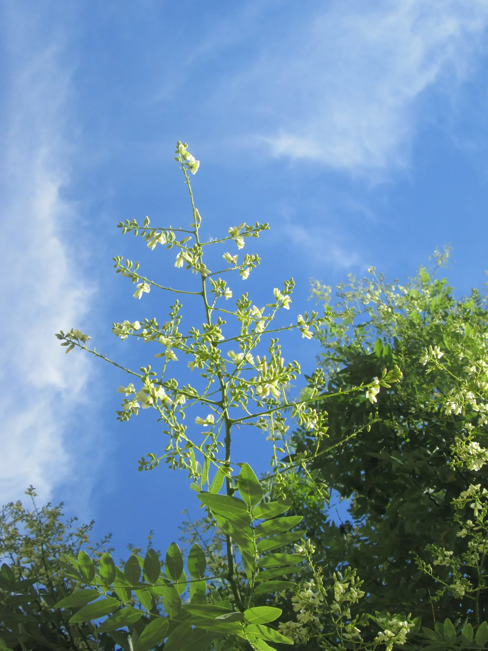 Japanese Pagoda Tree (Styphnolobium Japonicum) — Following the flowering season; tree with white and yellow blooms, image 86
