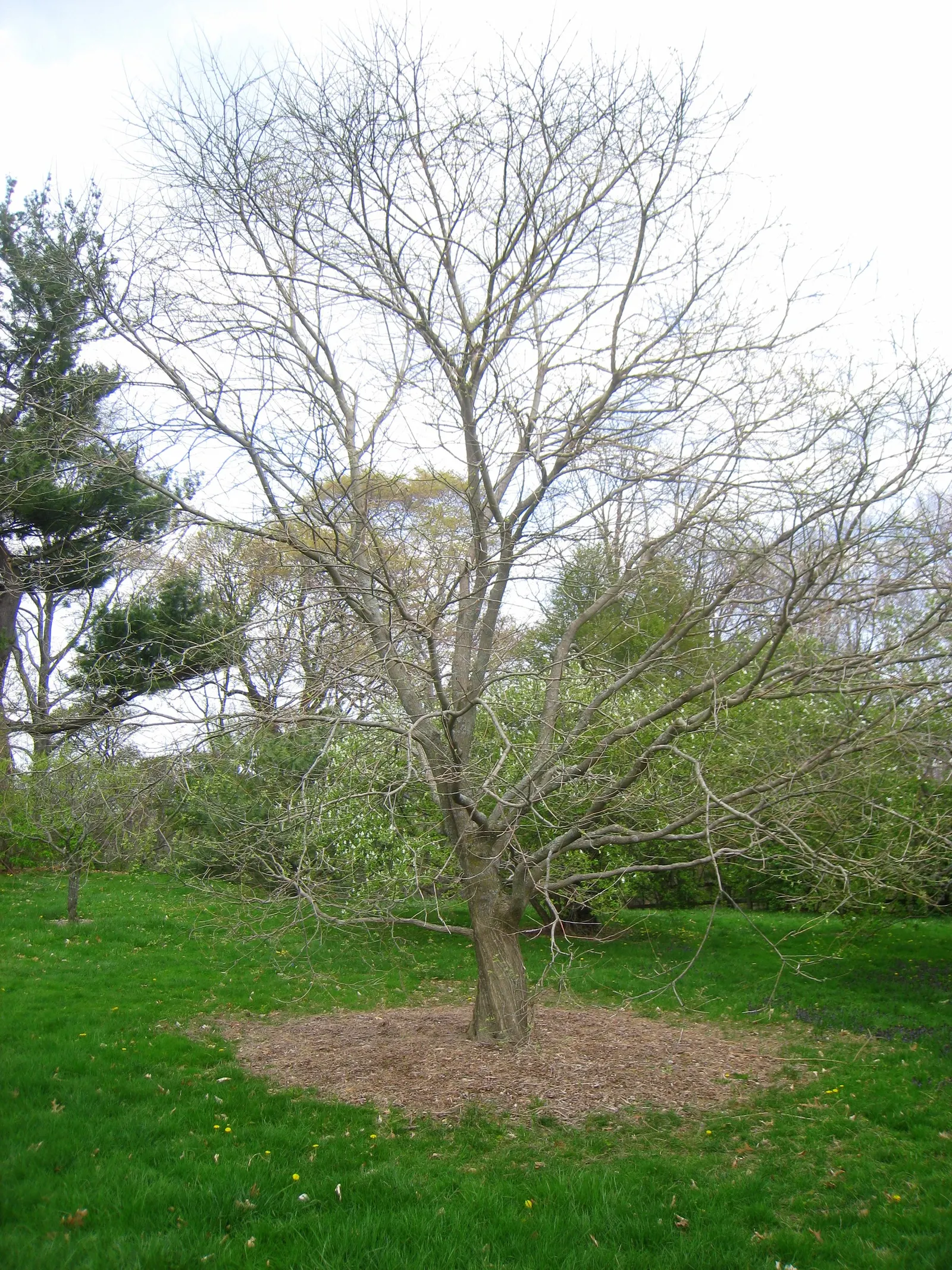 Japanese Pagoda Tree (Styphnolobium Japonicum) — tree with white and yellow blooms; following the flowering season, image 71