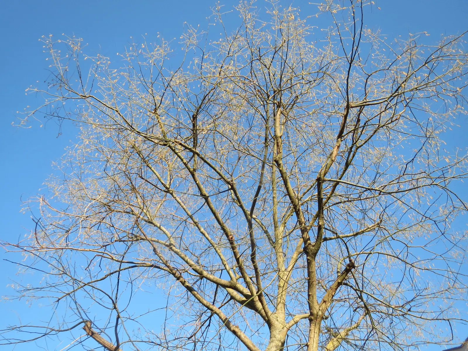 Japanese Pagoda Tree (Styphnolobium Japonicum) — Its broad, rounded canopy is adorned with compound leaves and fragrant white flowers in late, image 52