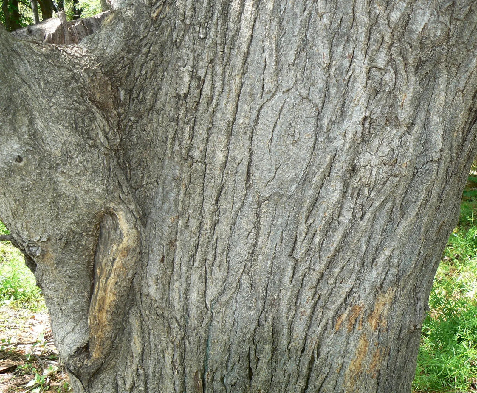 Japanese Pagoda Tree (Styphnolobium Japonicum) — white and yellow flowers in the garden; commonly known as the Japanese Pagoda Tree or the Chinese, image 94