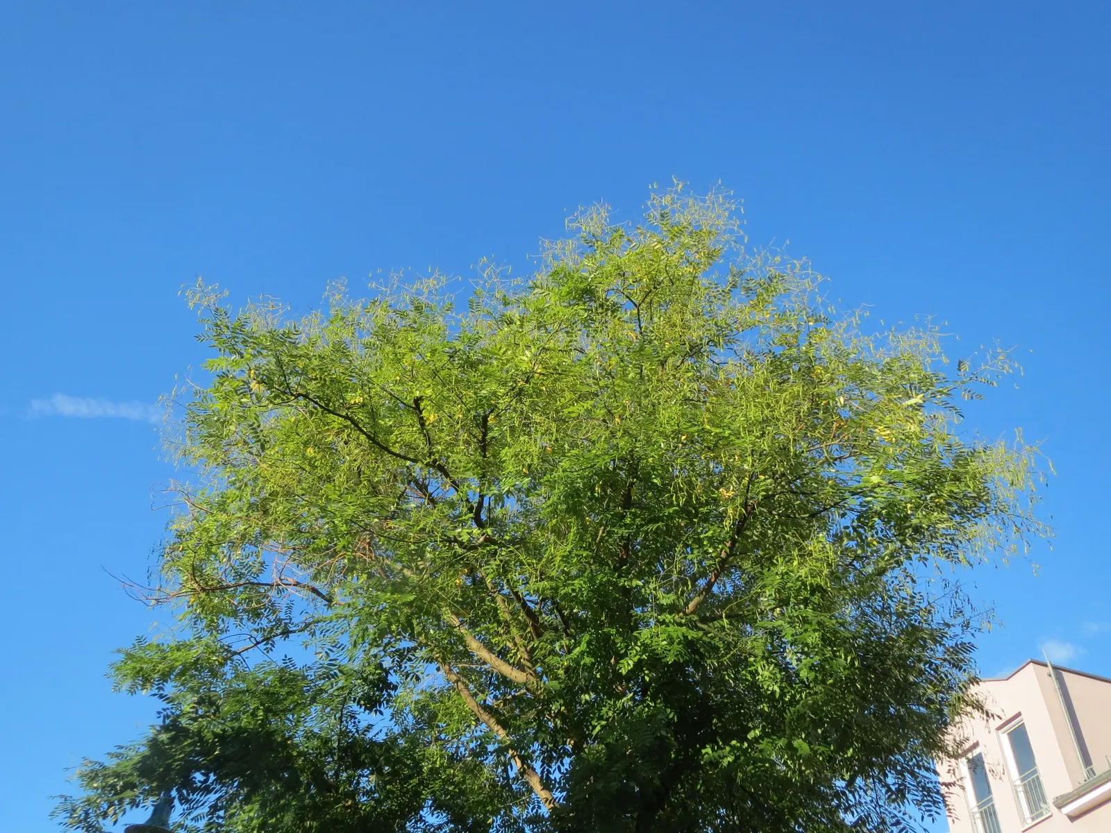 Japanese Pagoda Tree (Styphnolobium Japonicum) — a hardy deciduous species