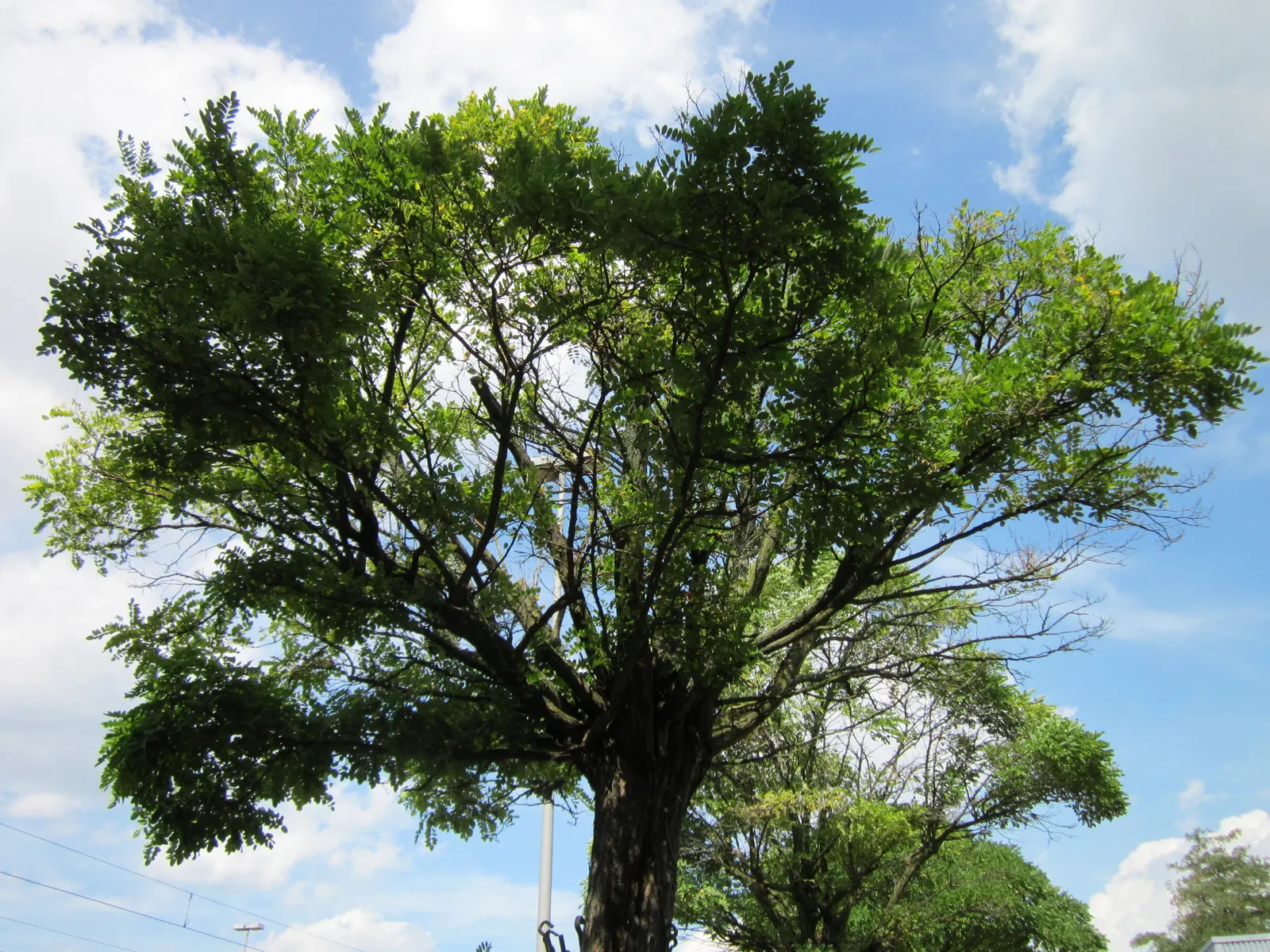 Japanese Pagoda Tree (Styphnolobium Japonicum) — reaching 50-75ft tall with a 50-60ft spread