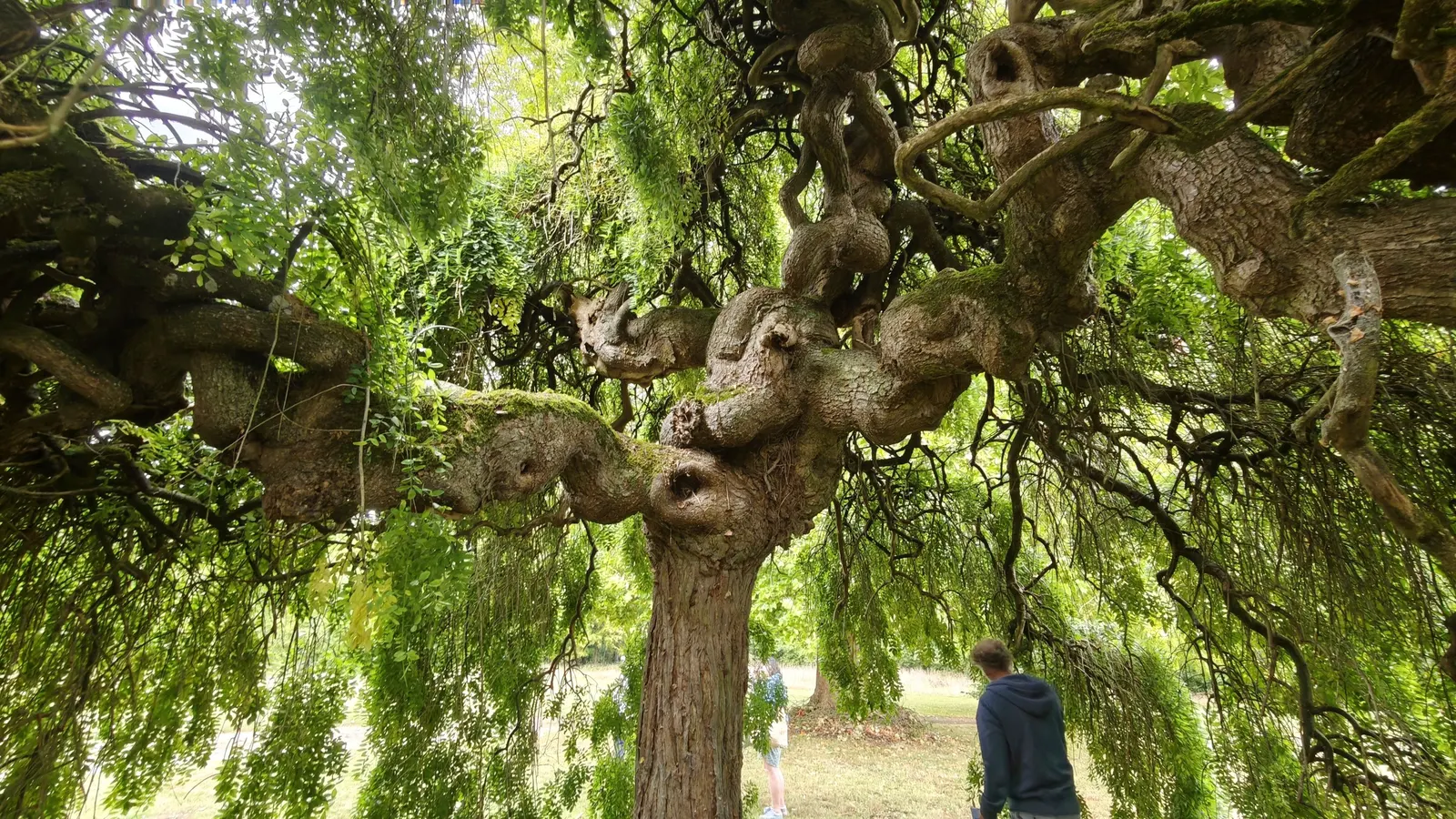Japanese Pagoda Tree (Styphnolobium Japonicum) — composed of 7 to 17 leaflets