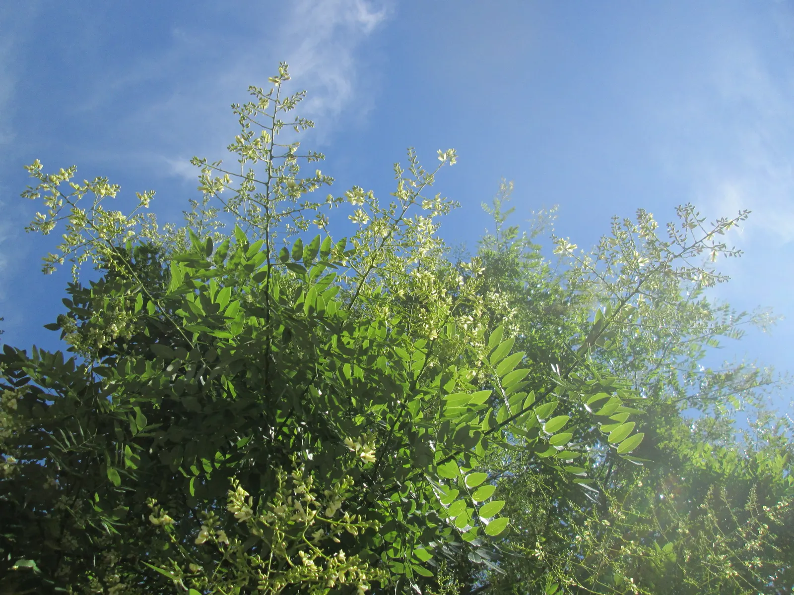 Japanese Pagoda Tree (Styphnolobium Japonicum) — Typically reaching 50 to 75 feet in height with a spread of 50 to 75 feet