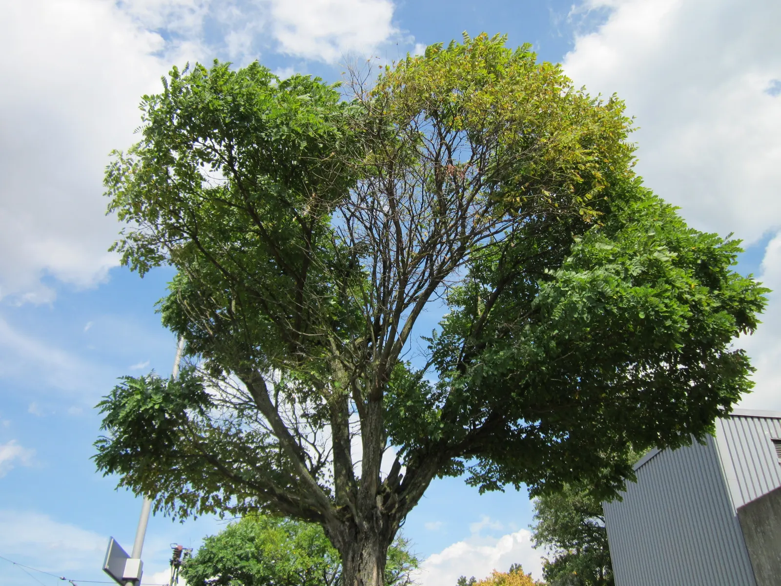 Japanese Pagoda Tree (Styphnolobium Japonicum) — making it an excellent feature as a shade tree or as part of a larger ornamental composition; tree for full or